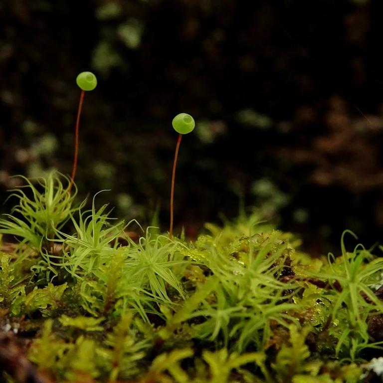 close up of green moss