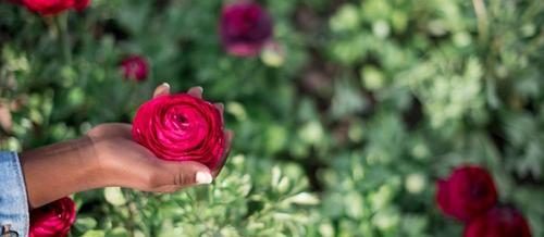 a black hand holds a red rose | putting yourself first | Tempo Therapy and Consulting 