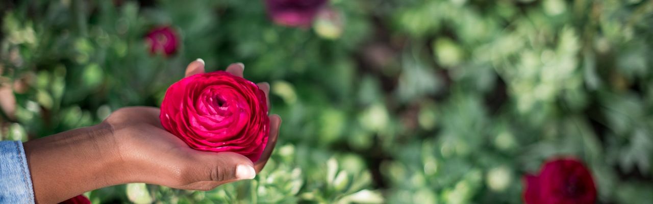 a black hand holds a red rose | putting yourself first | Tempo Therapy and Consulting 