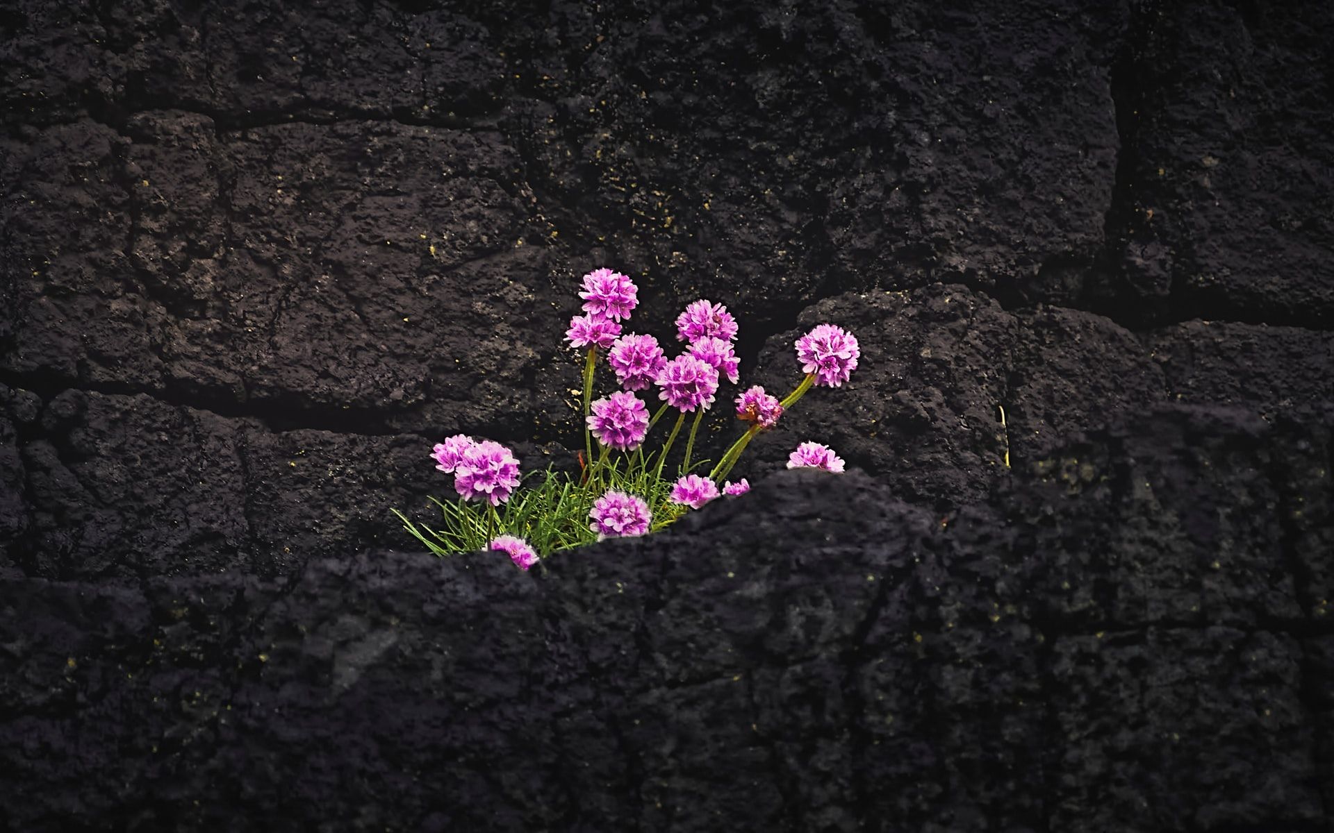 Pink daisies growing out of black rock | helping professionals hope and rest | Tempo Therapy & Consulting