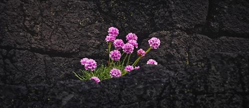 Pink daisies growing out of black rock | helping professionals hope and rest | Tempo Therapy & Consulting