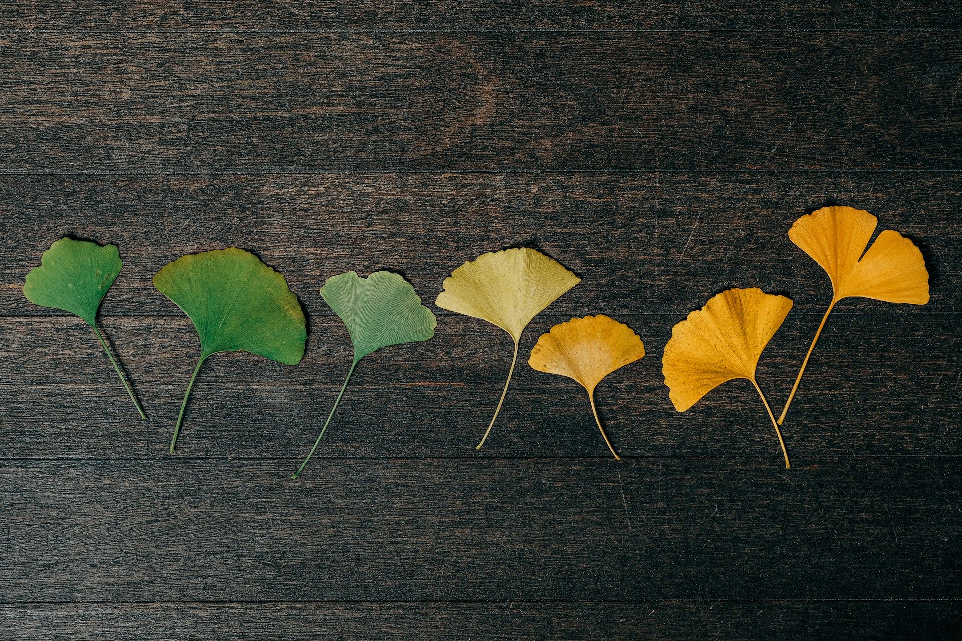 7 gingko leaves ranging from green to yellow lie against a dark background | seven-eyed model of supervision | Tempo Therapy and Consulting