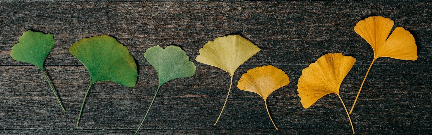7 gingko leaves ranging from green to yellow lie against a dark background | seven-eyed model of supervision | Tempo Therapy and Consulting
