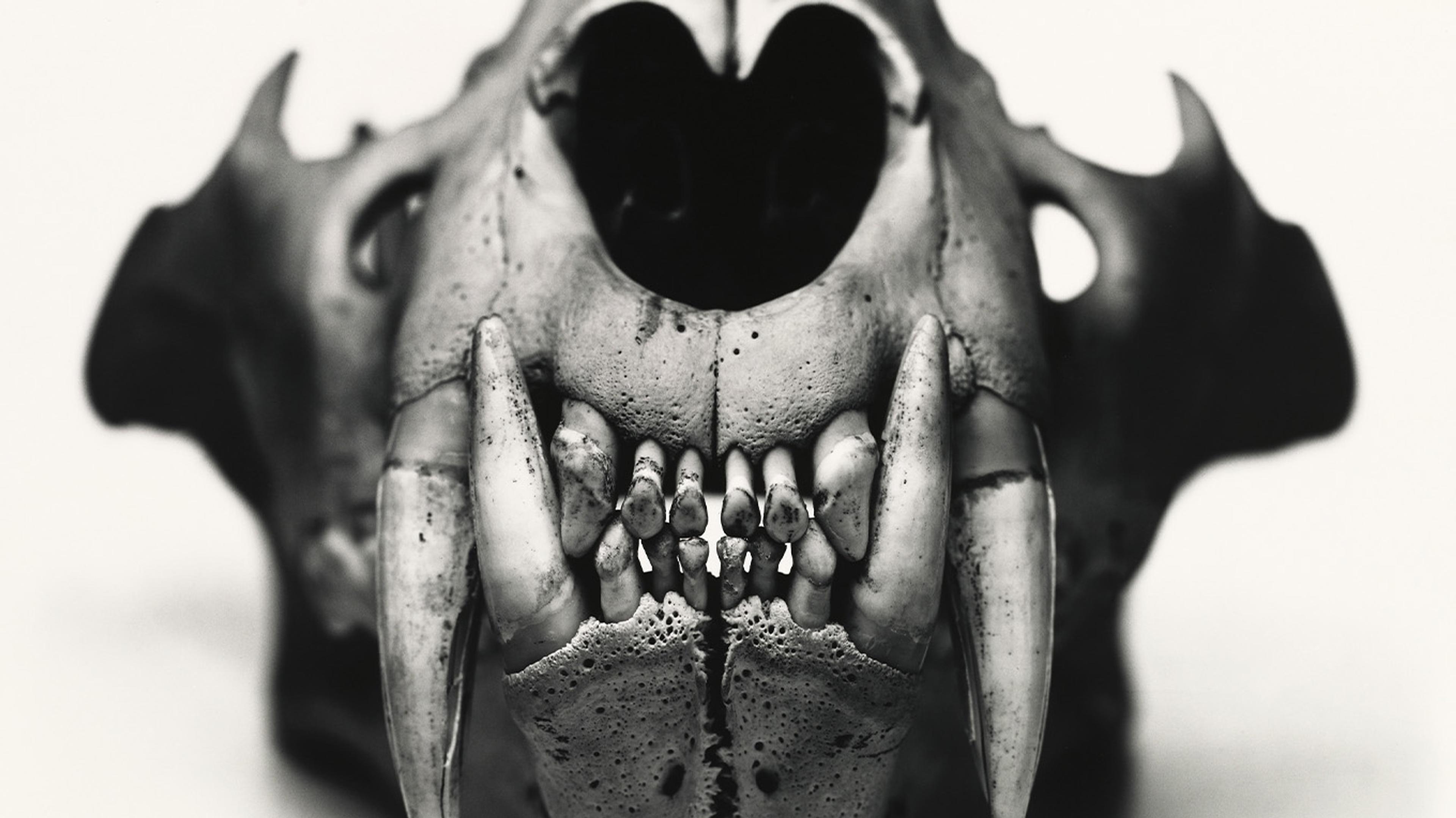 Hero Image for Irving Penn