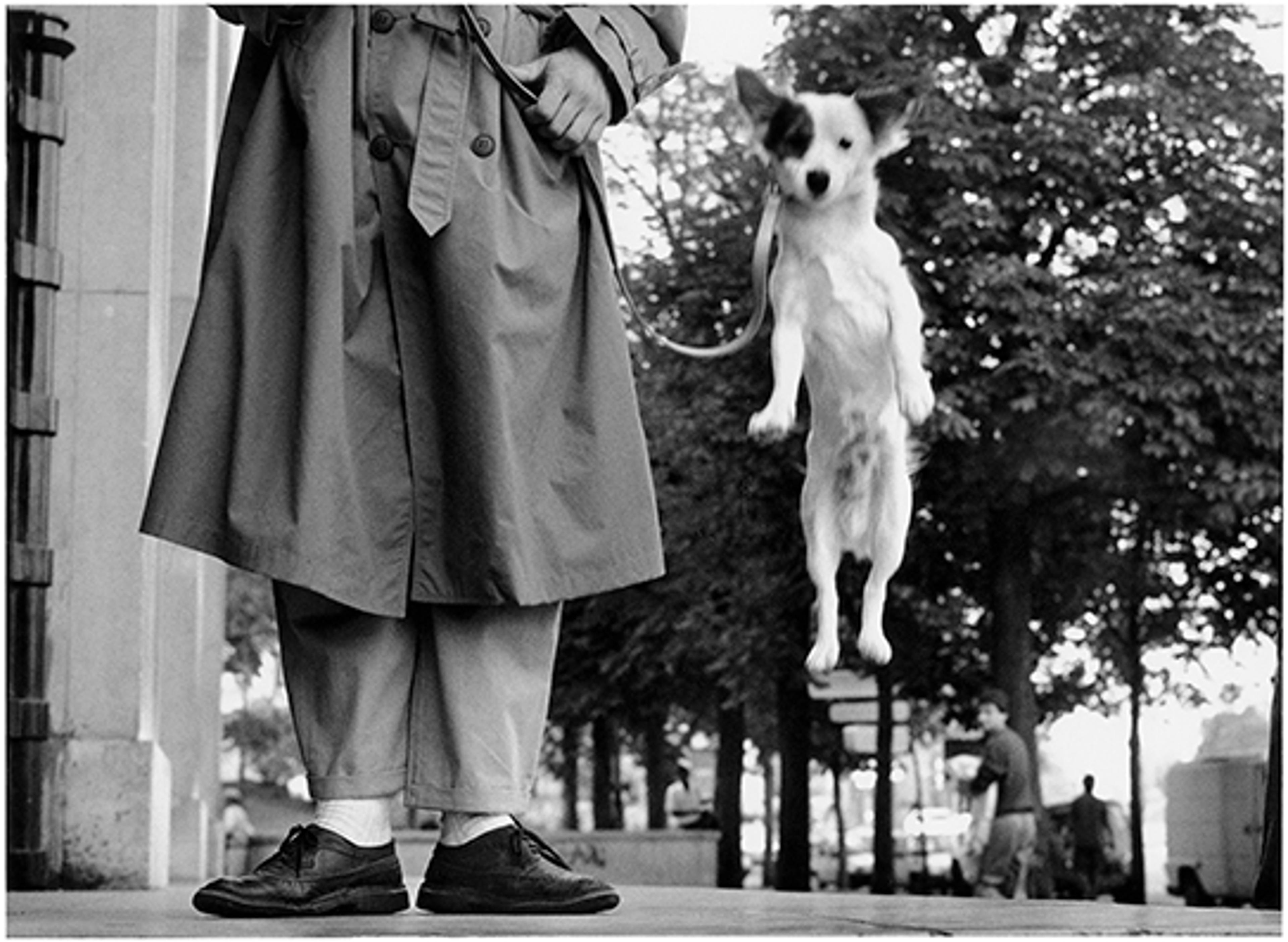 Black and white picture of a dog