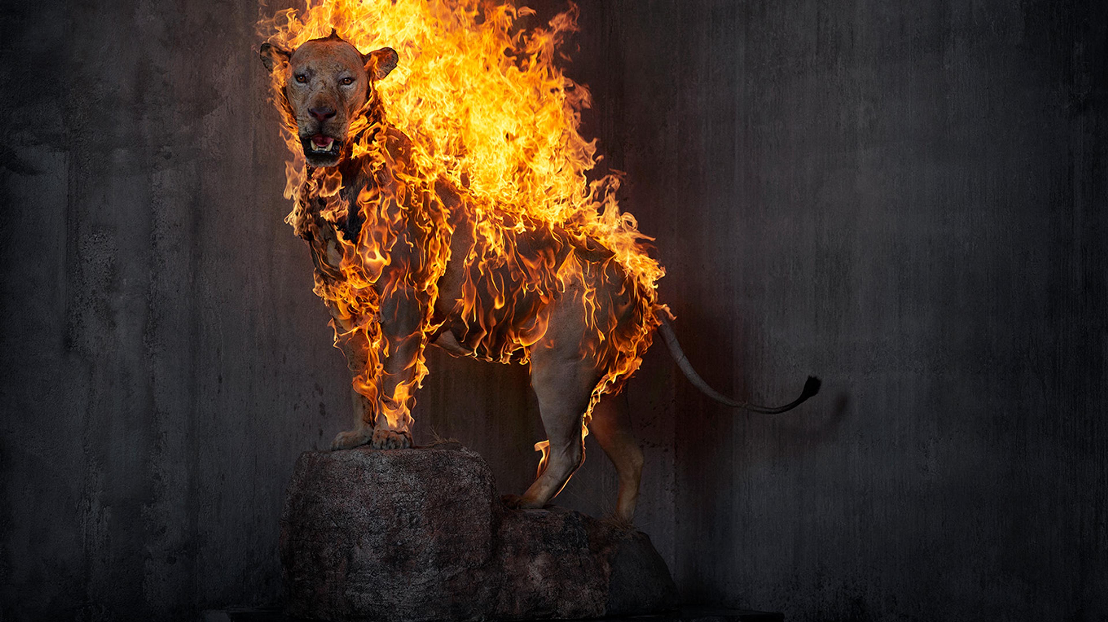 ©Christian Houge 2018 Lion