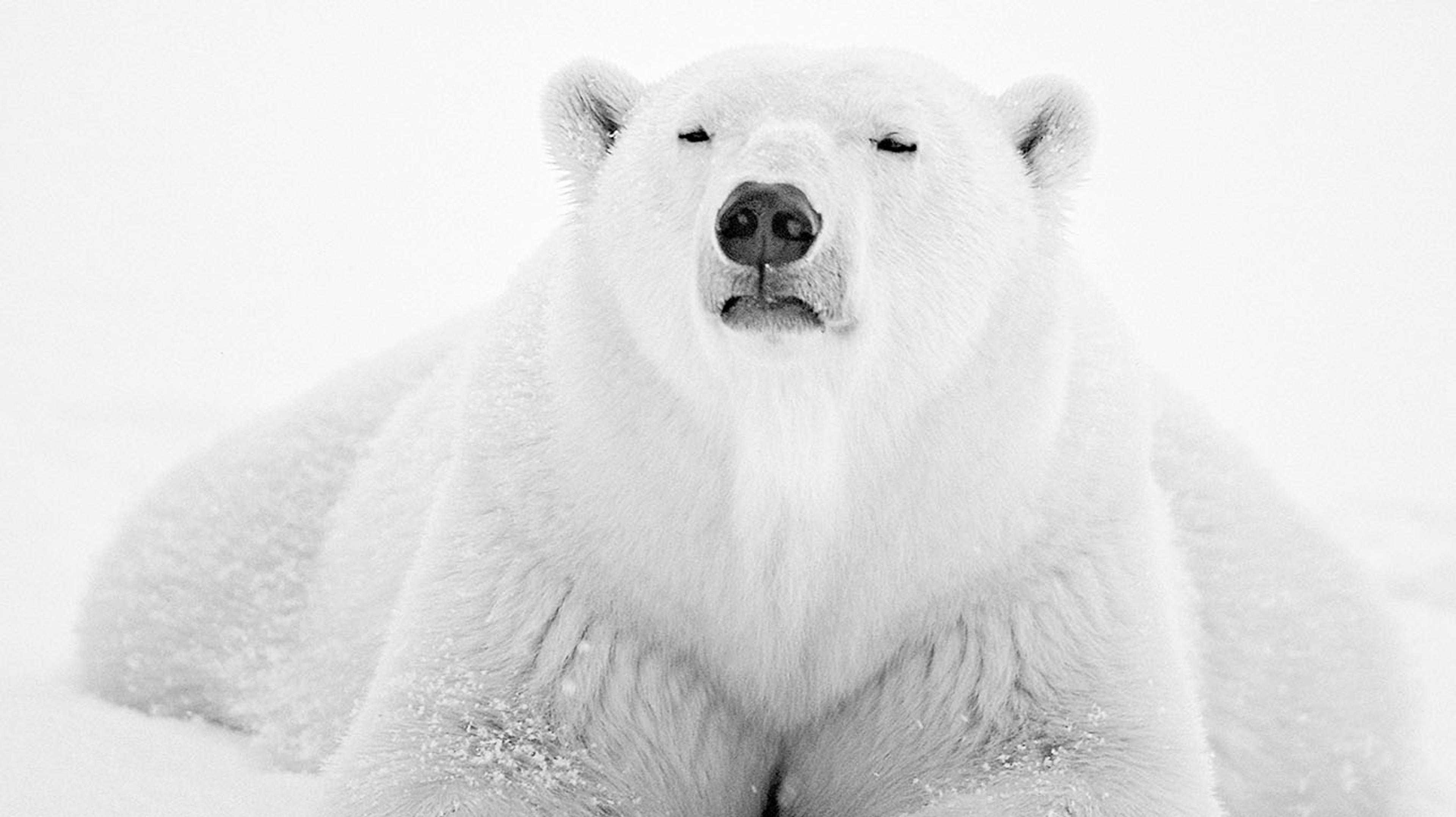Paul Nicklen_Arctic Nomad_ Canada_1996