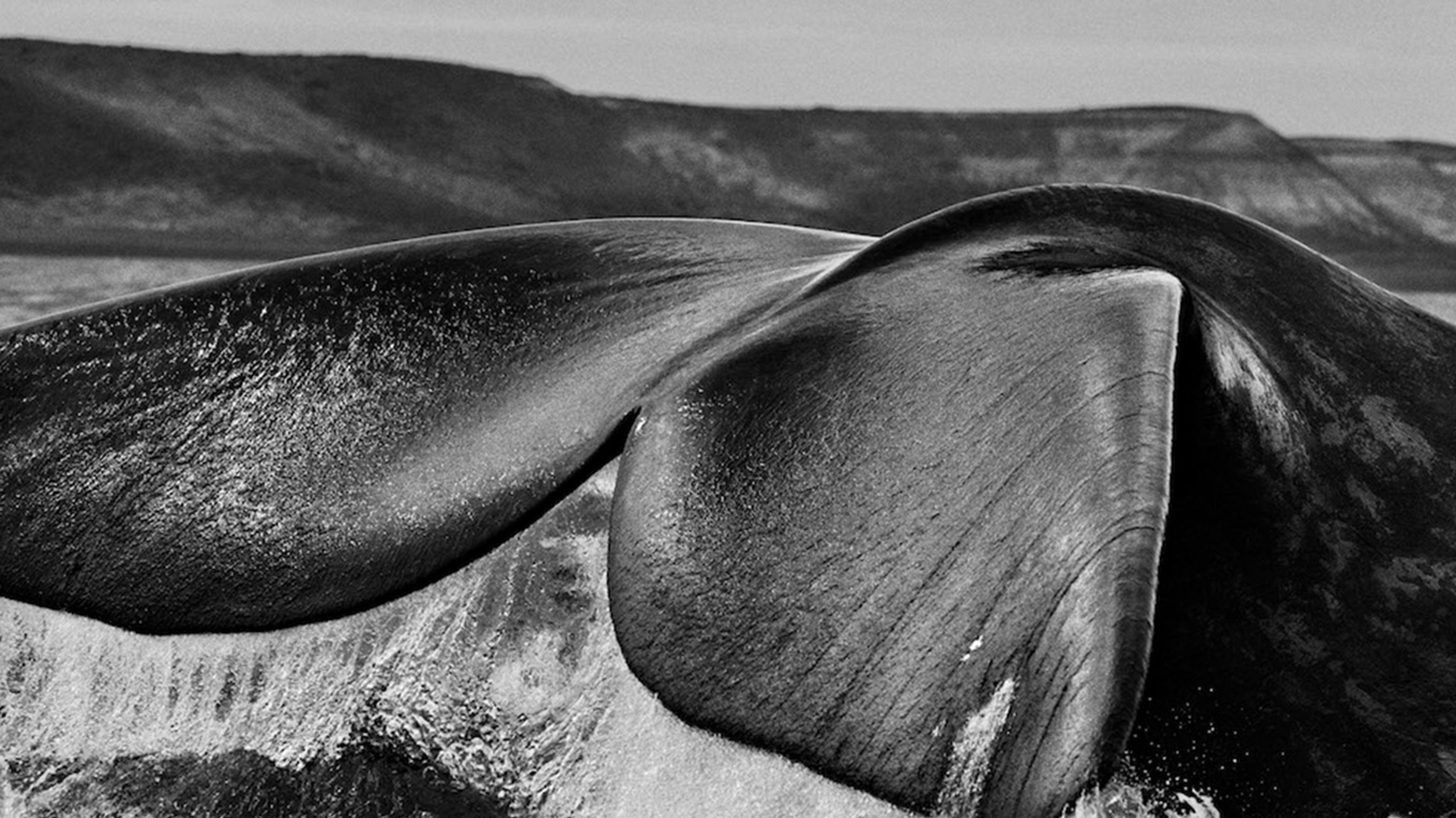 Hero Image for Sebastião Salgado
