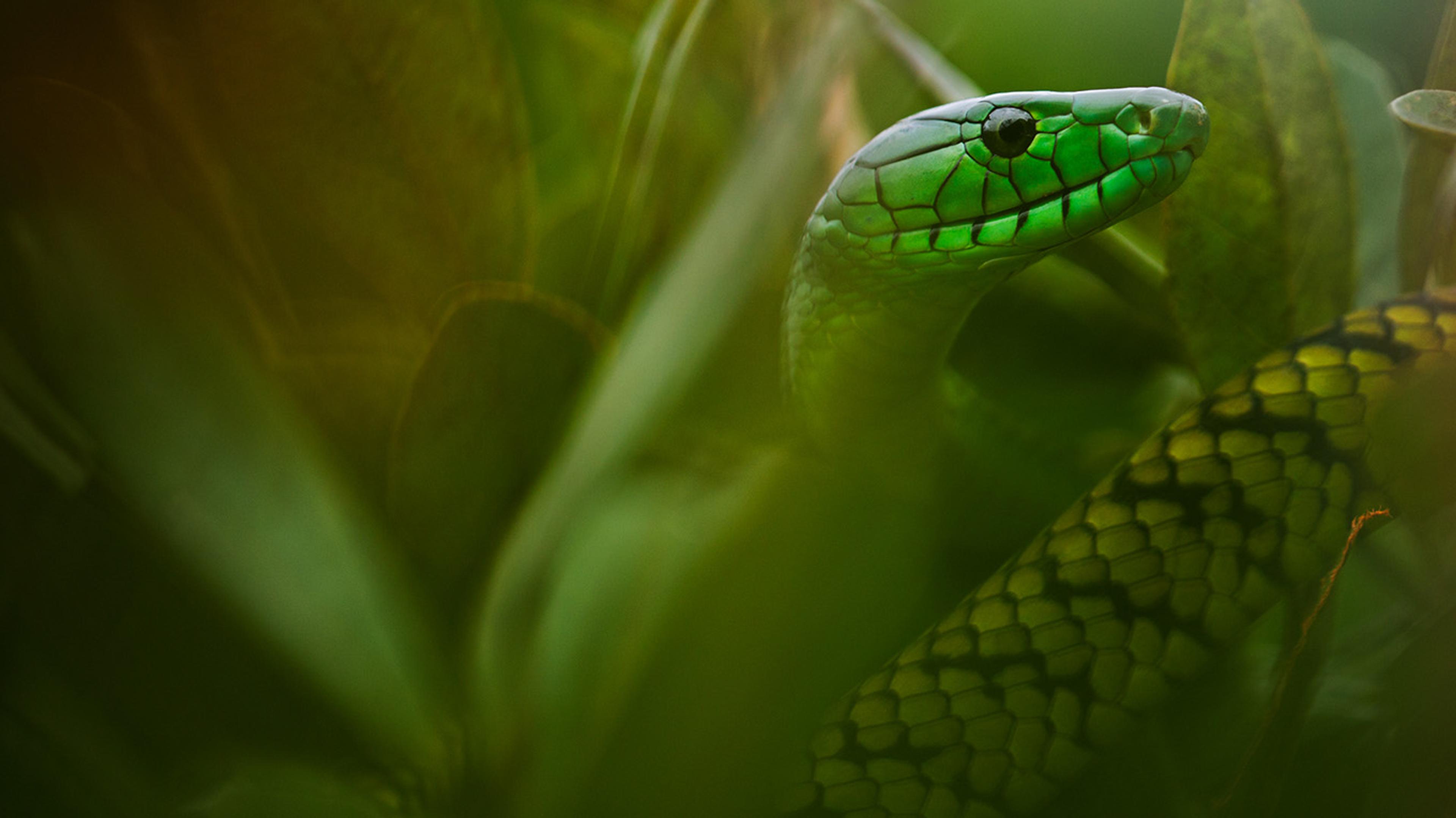 Jameson’s gröna mamba. Kamerun. Fotograferad av Mattias A Klum