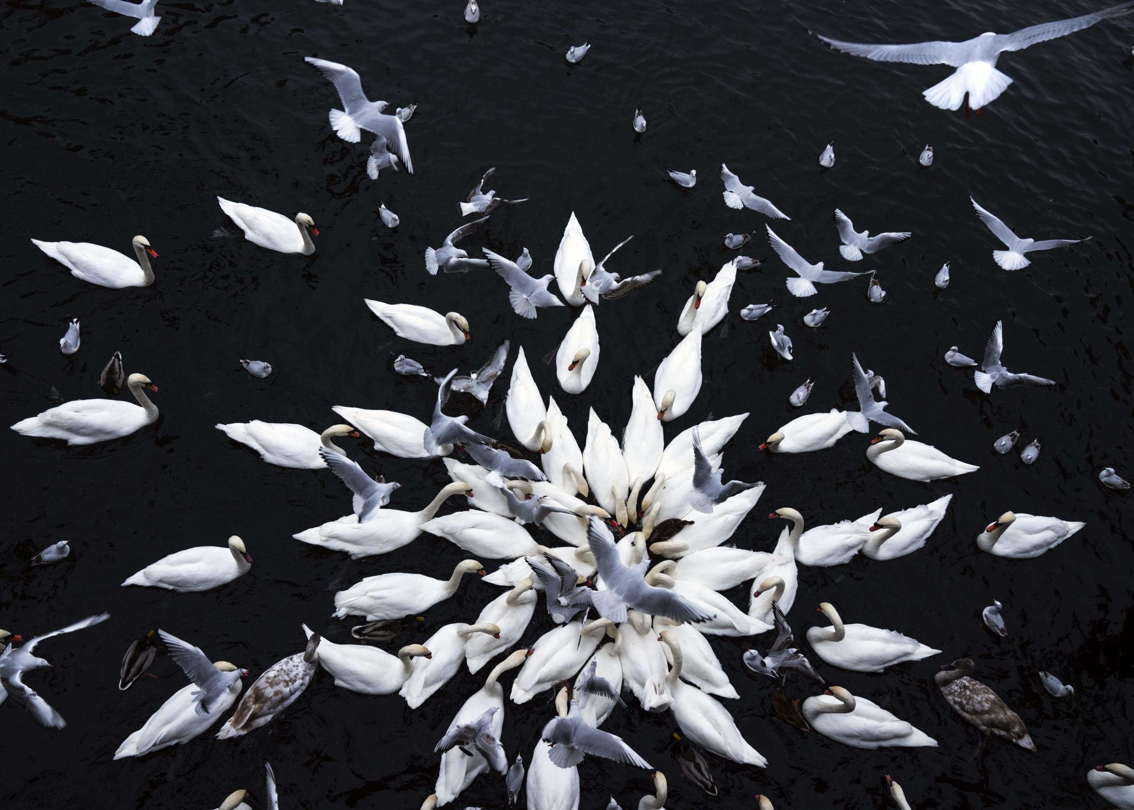 A photograph of a group of fish in dark water swarming a piece of food.