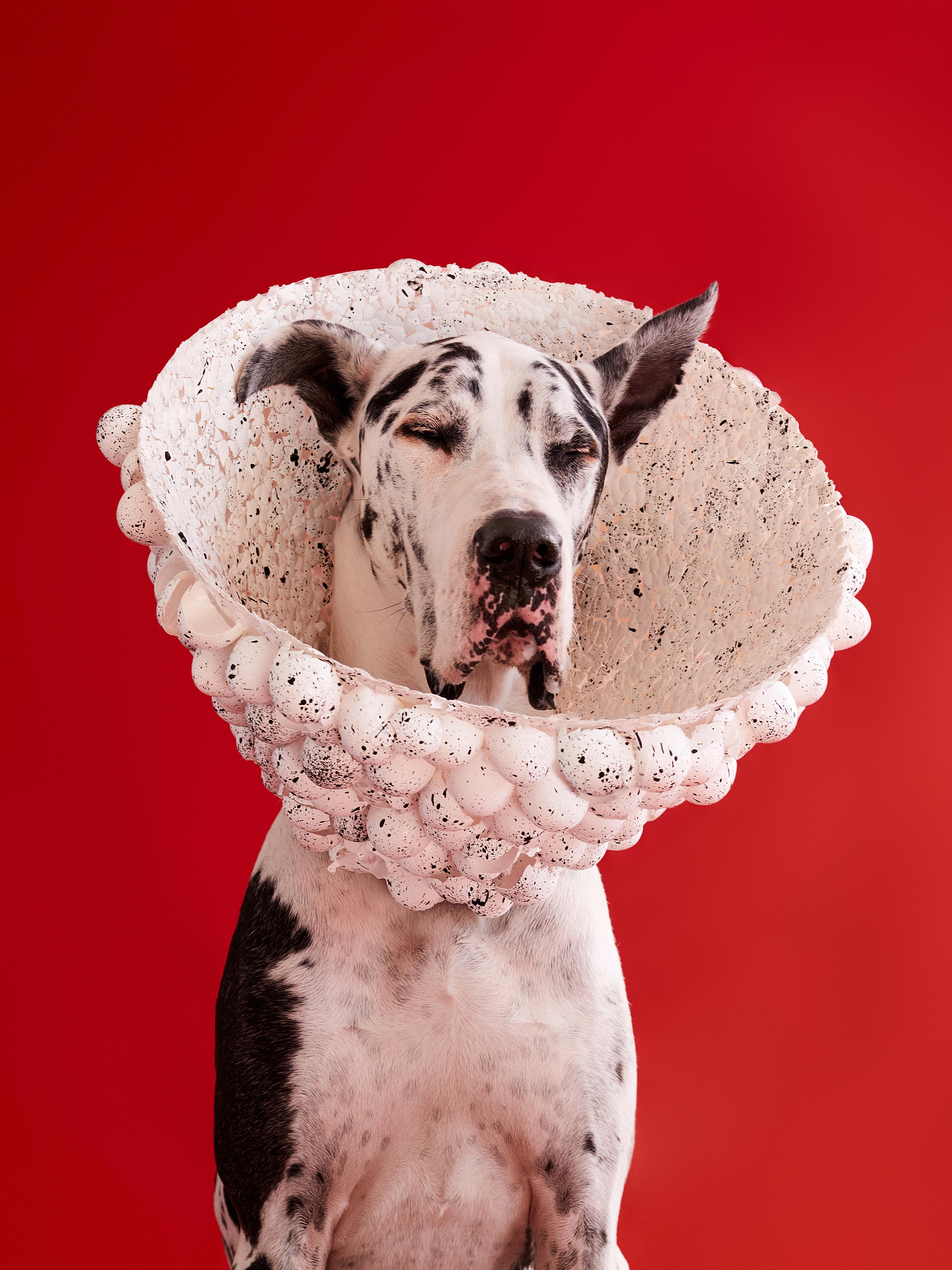 A photograph of a Dalmatian in a speckled white cone, against a vibrant red background. 