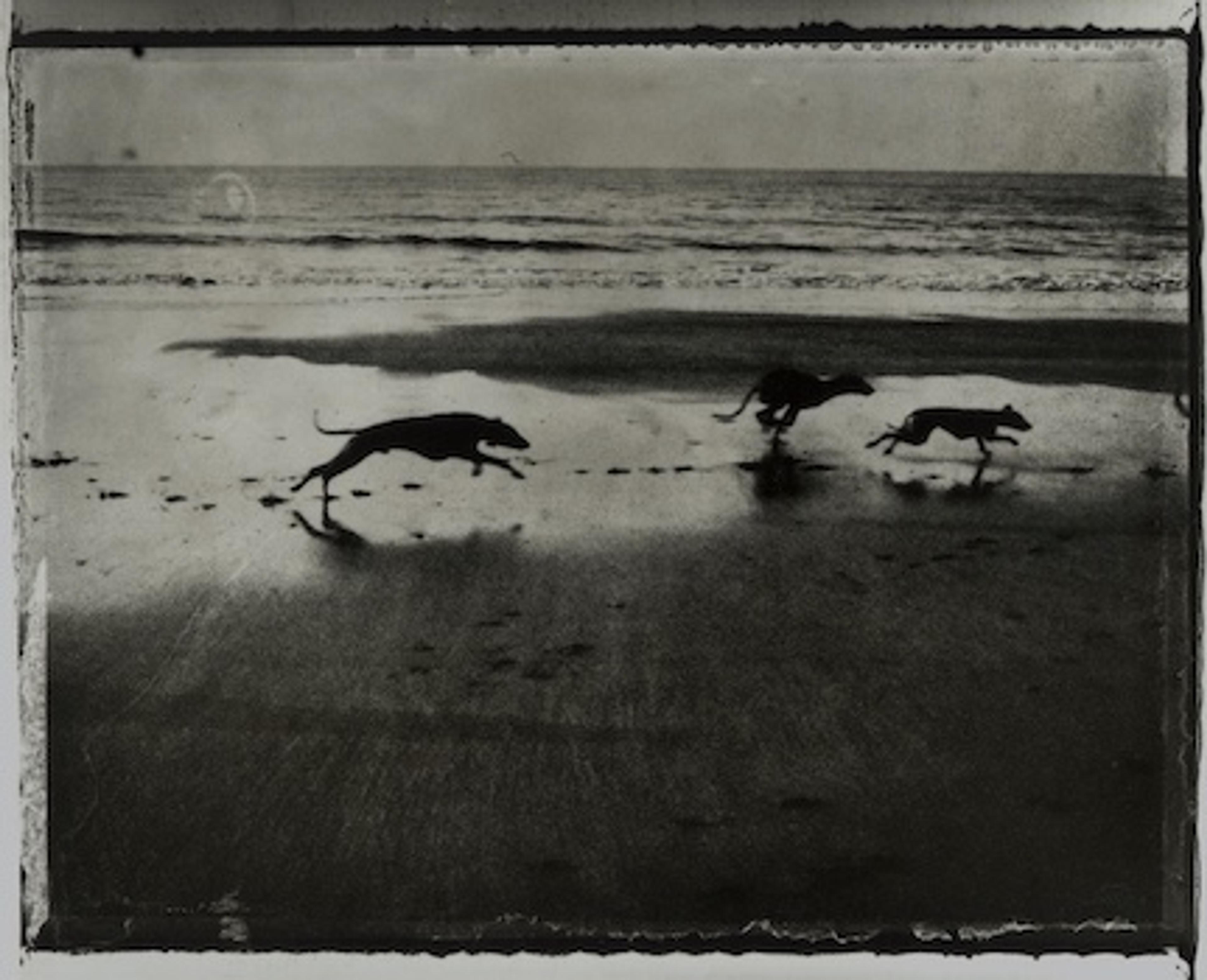 A dark photograph of large dogs running on a beach