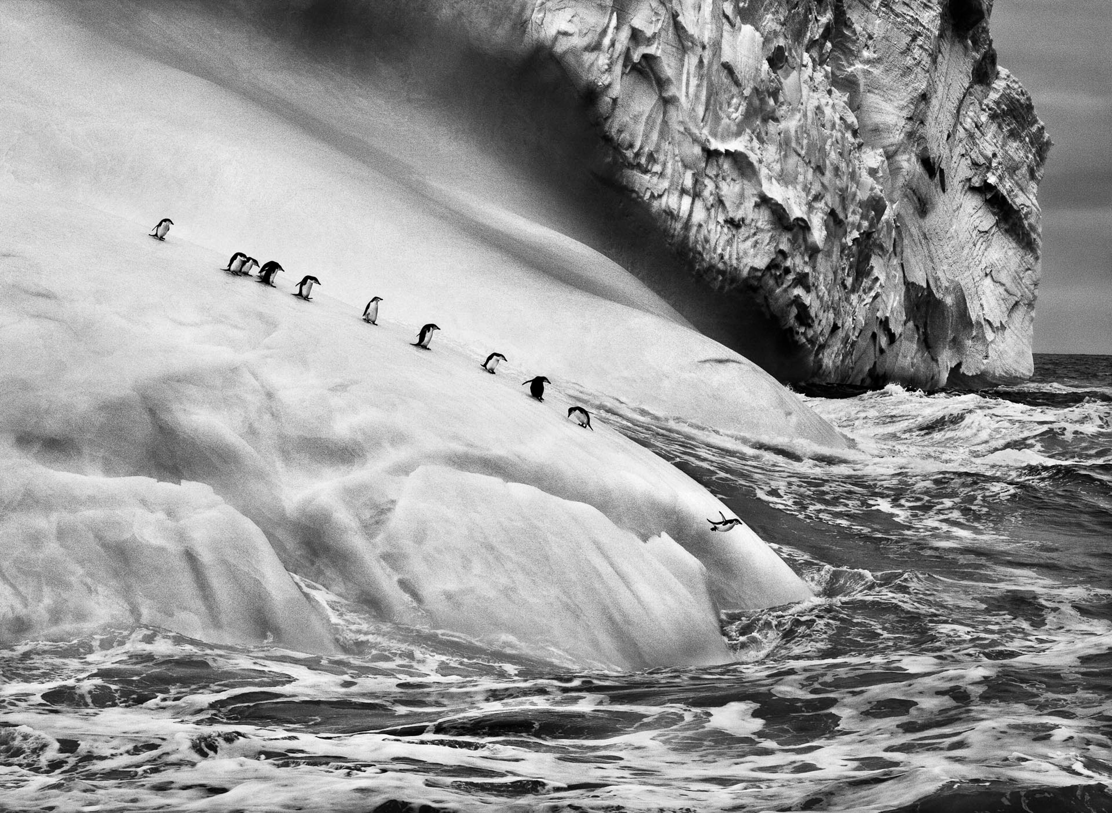 Chinstrap penguins on an iceberg located between Zavodovski and Visokoi islands, South Sandwich lslands, Genesis, 2009 ©Sebastião Salgado