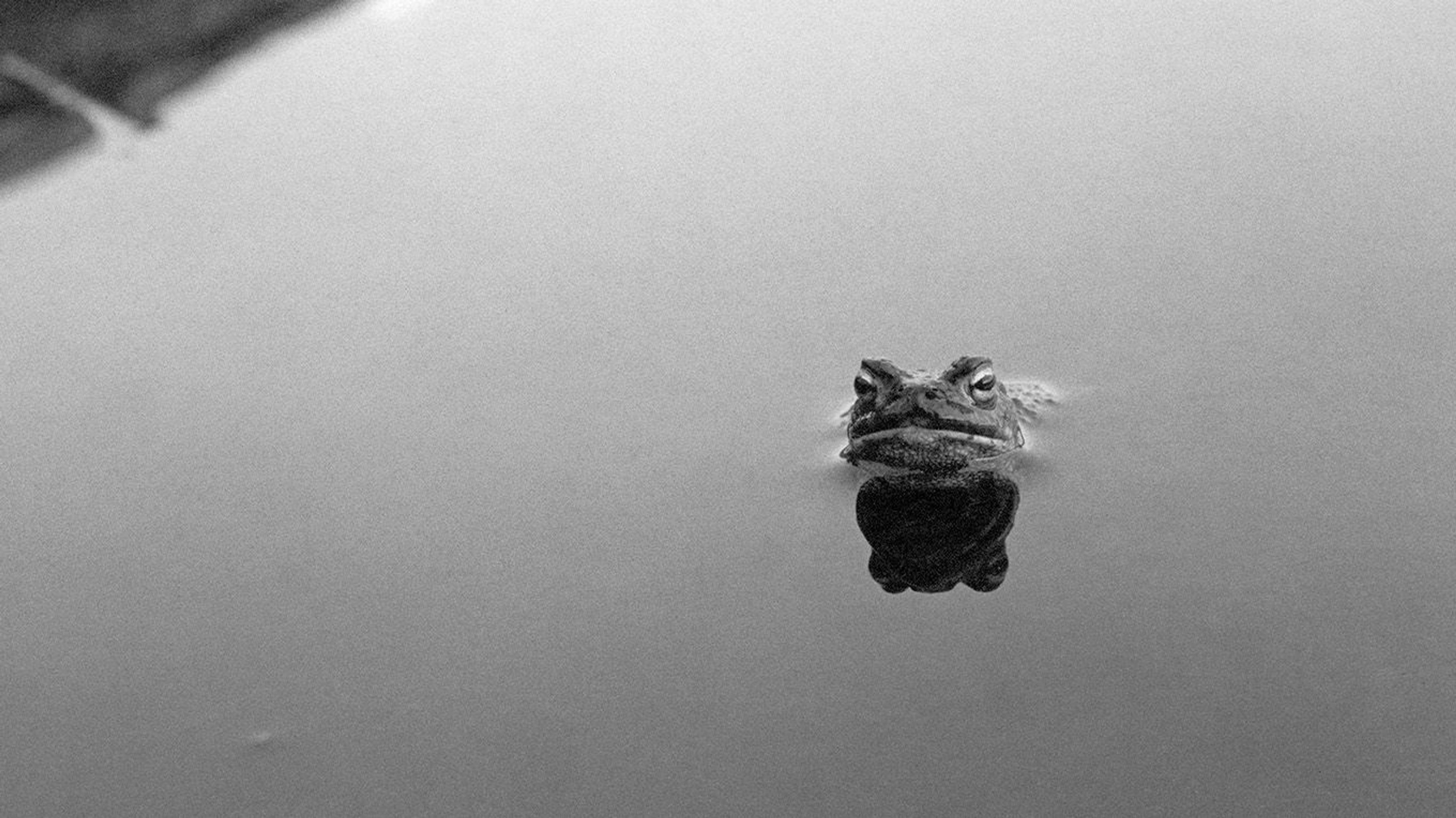 Black and white image of a frog sticking out its head out of the water