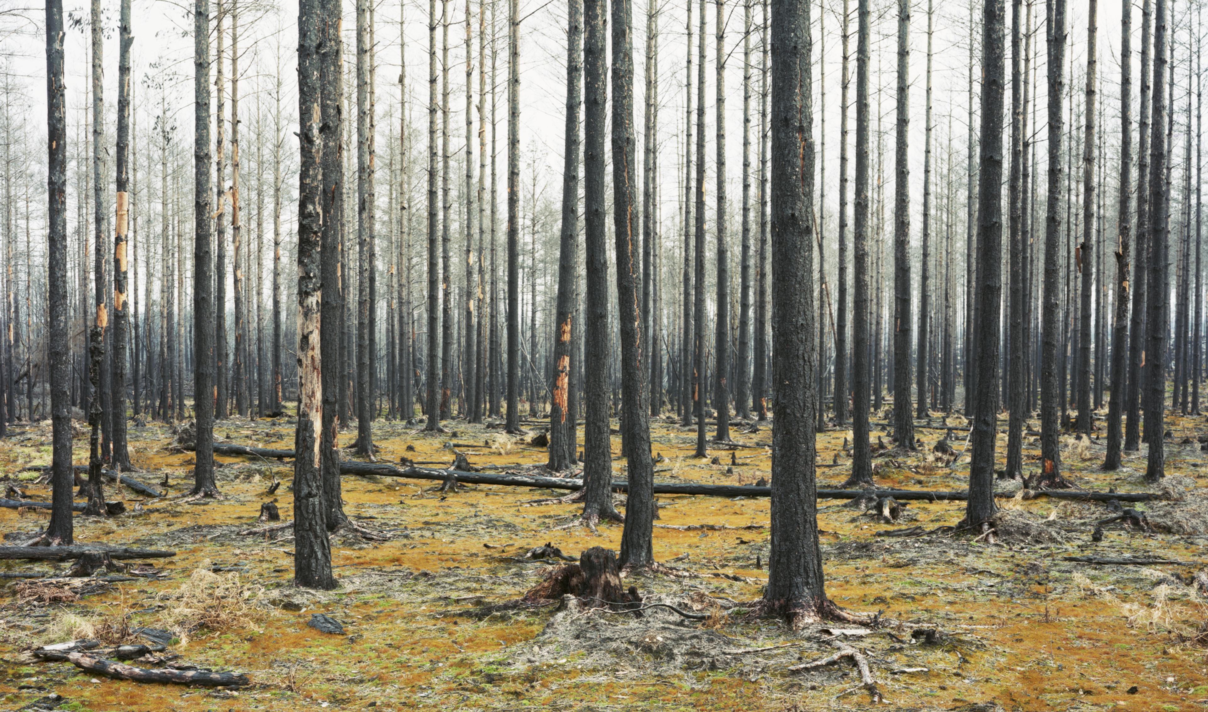 A photograph of a barren forest in autumn
