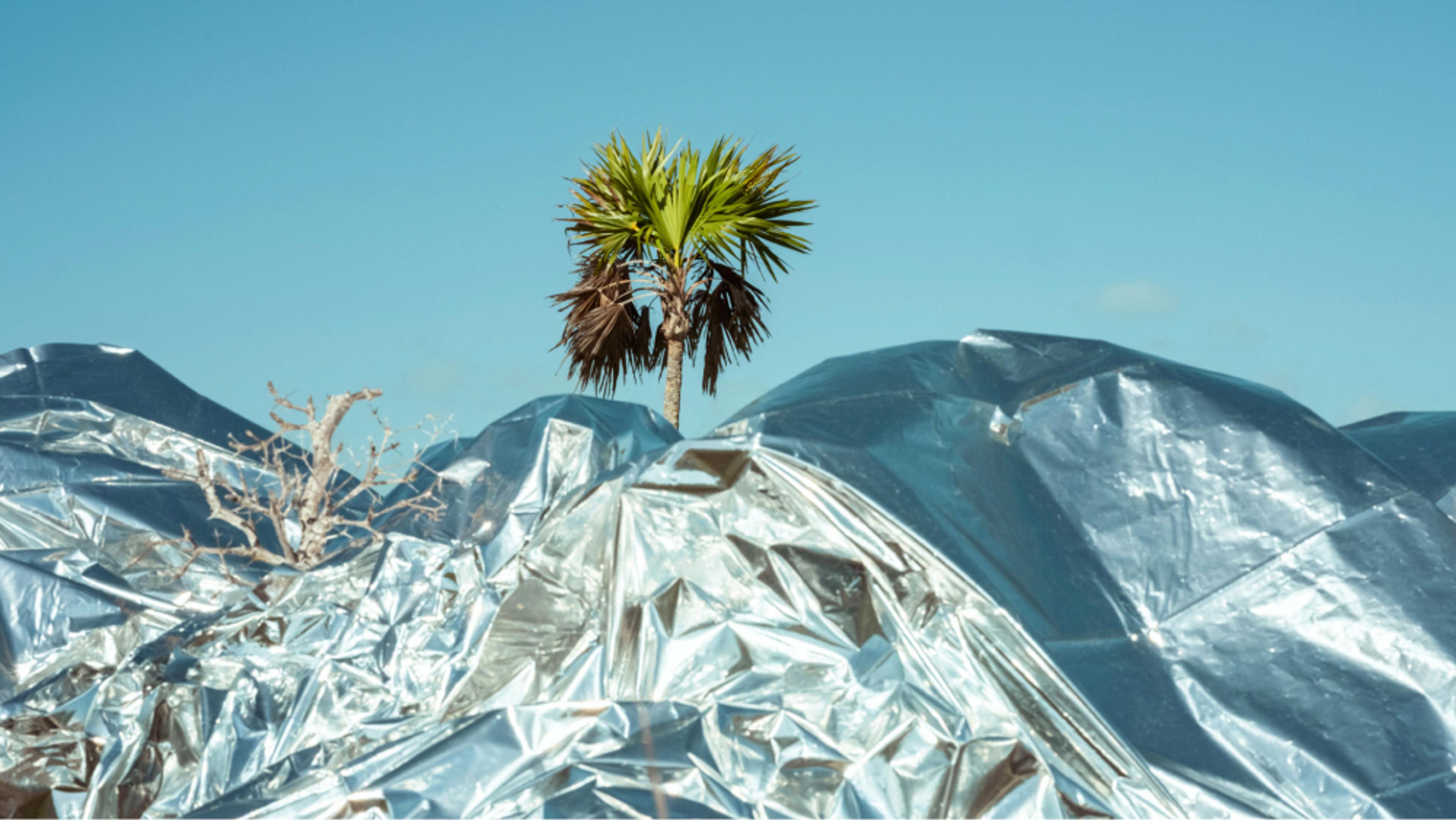 Palm Tree in the middle of a shiny, grey wrapping paper landscape