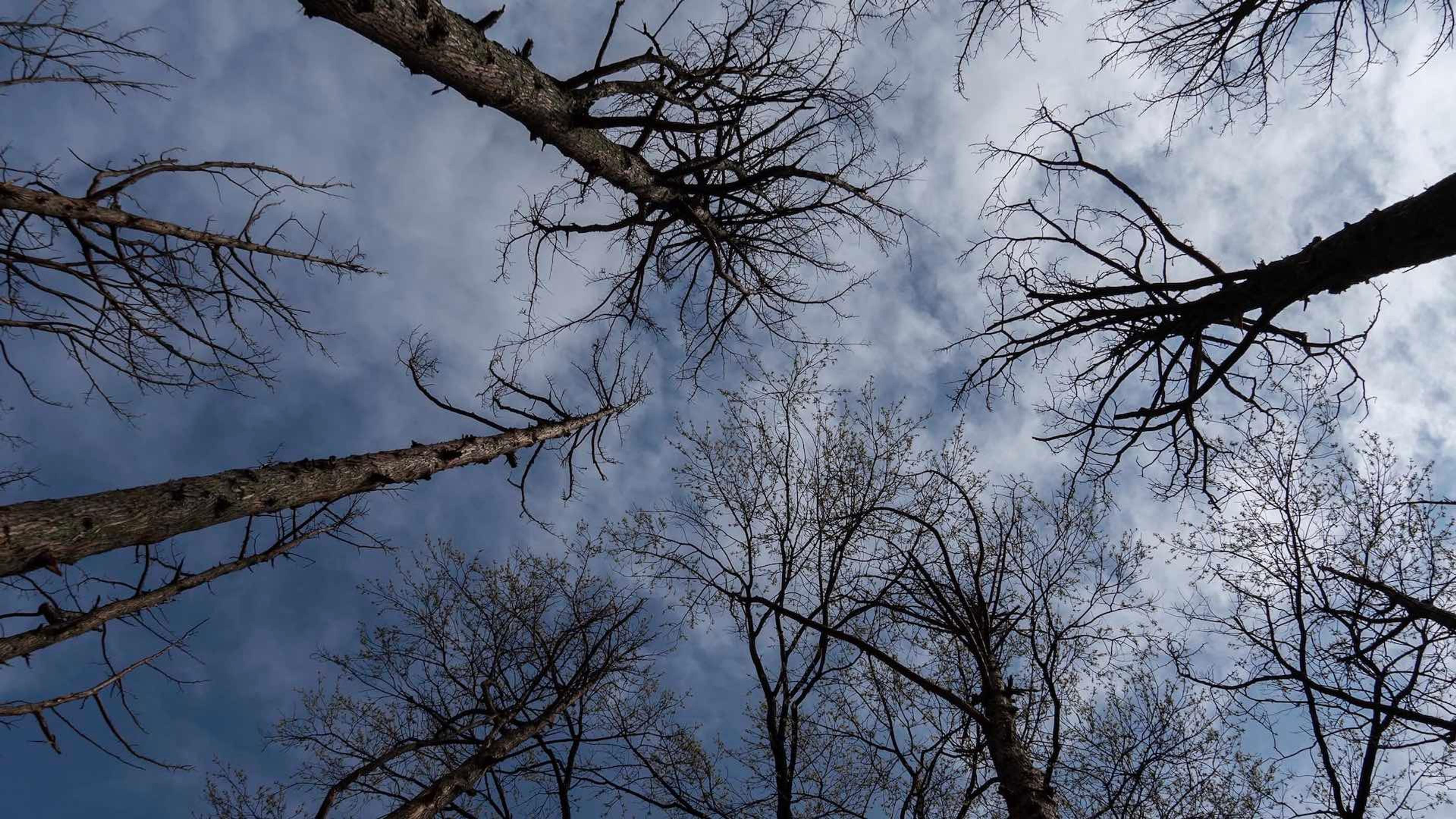 A photograph of a group of barren trees taken from a low angle, aimed up towards the sky
