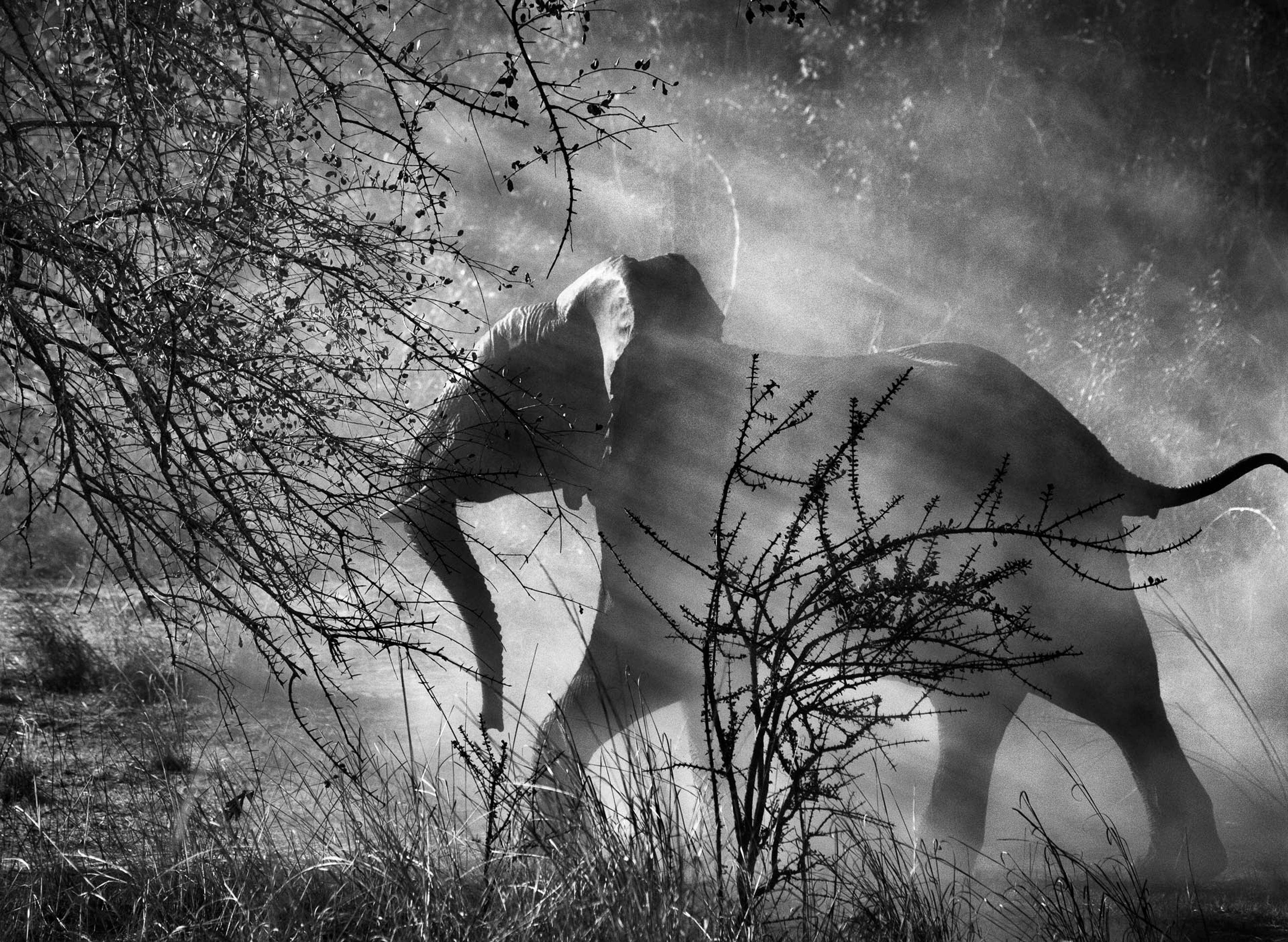Kafue National Park, Zambia, Genesis, 2010 ©Sebastião Salgado