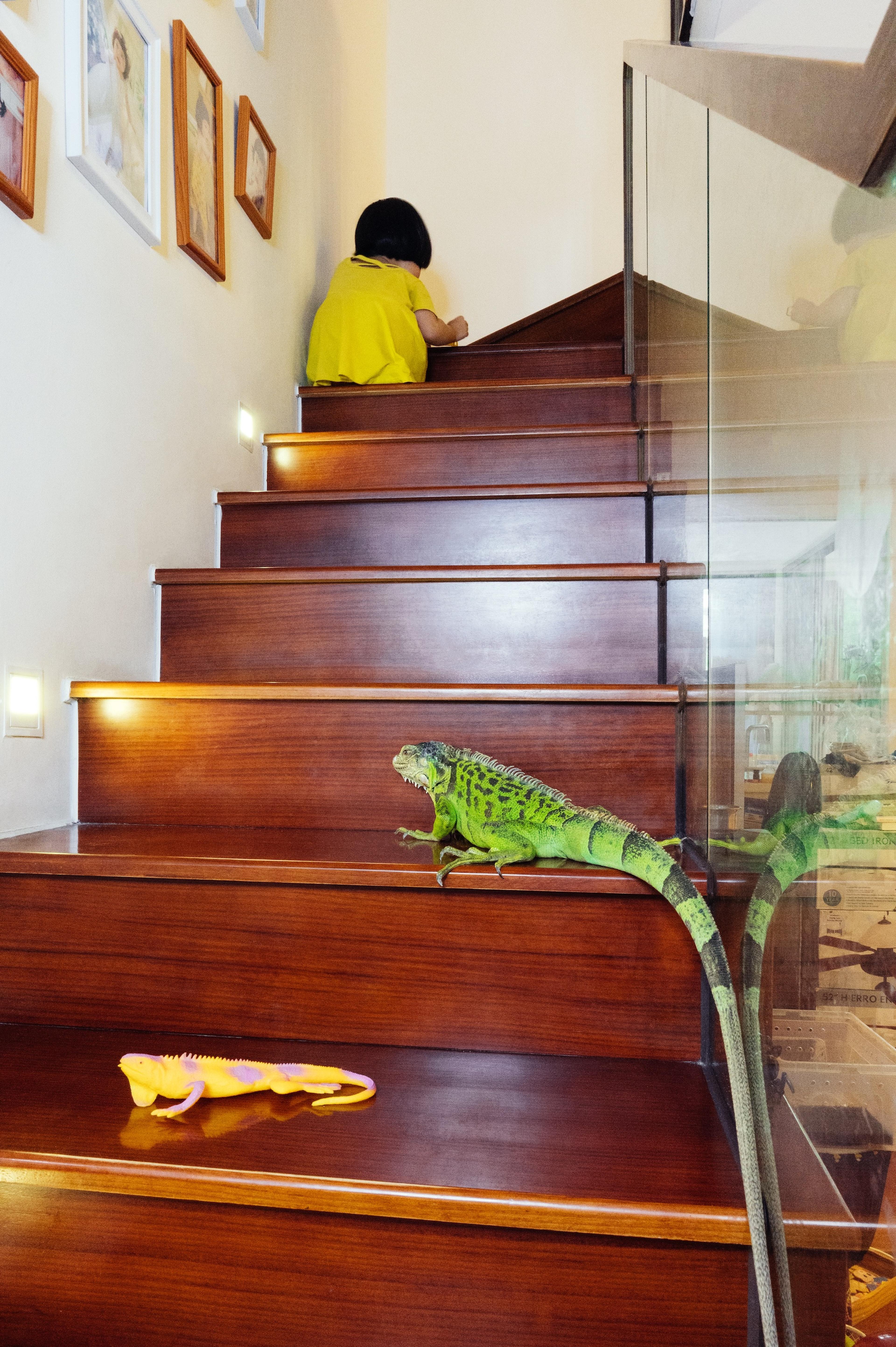 A Little Girl, Green Iguana, and Toys, Shanghai, 2020 ©Wang Hanlin