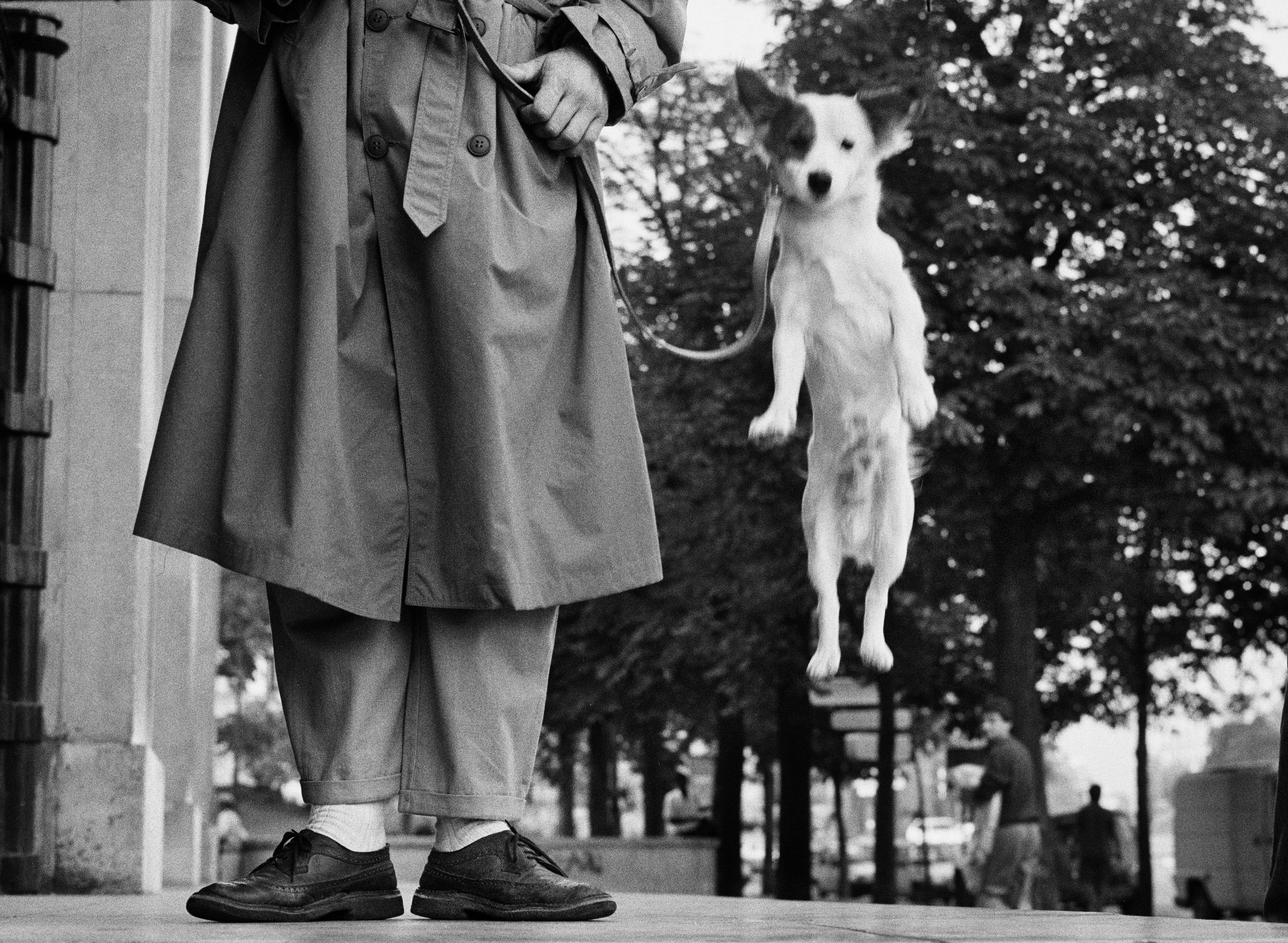 Svartvit bild av en liten hund som hoppar upp i luften i ett koppel. Endast benen på personen som håller kopplet syns i förgrunden.