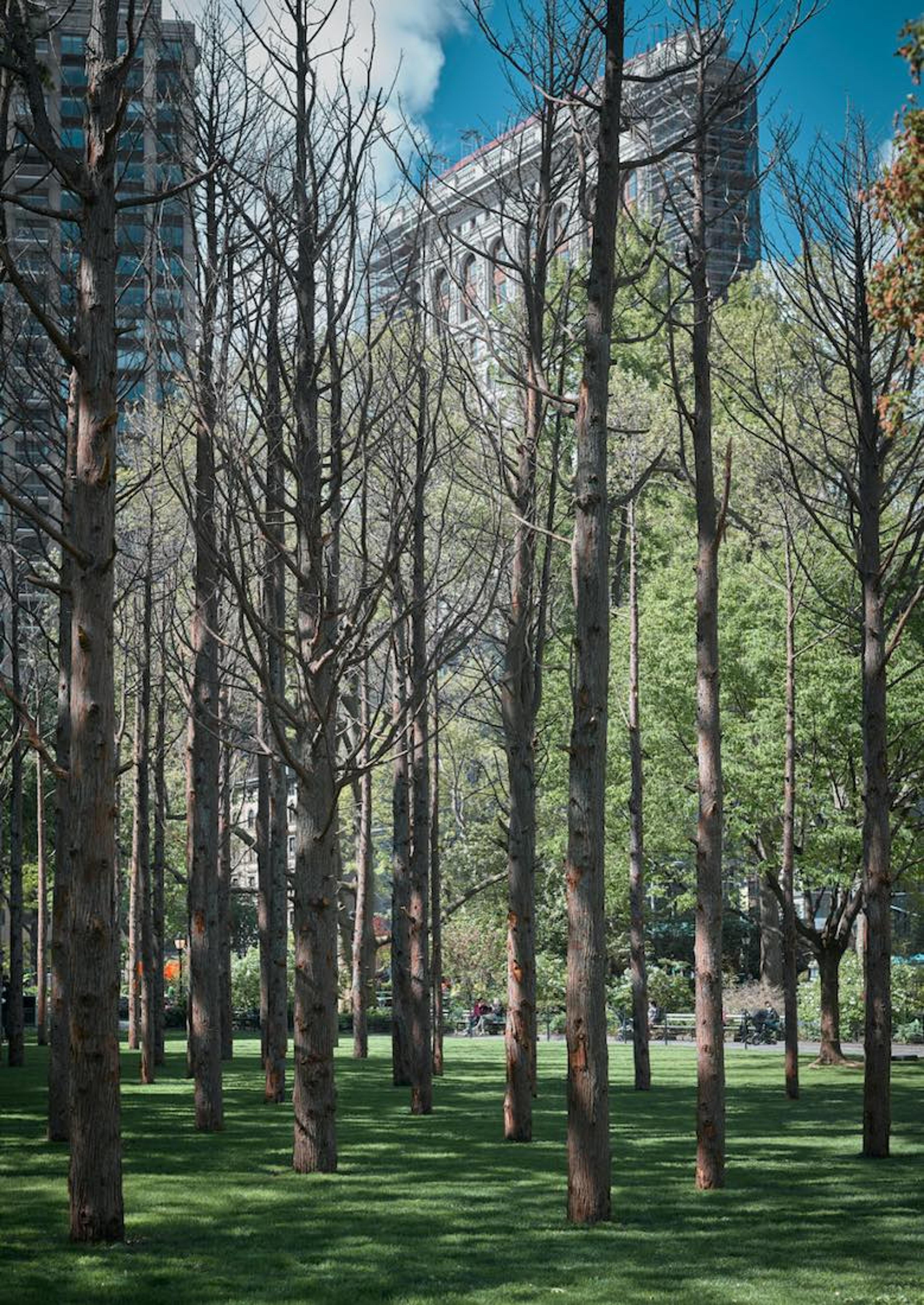 A photograph of a well-manicured group of trees, with an urban setting in the distant background