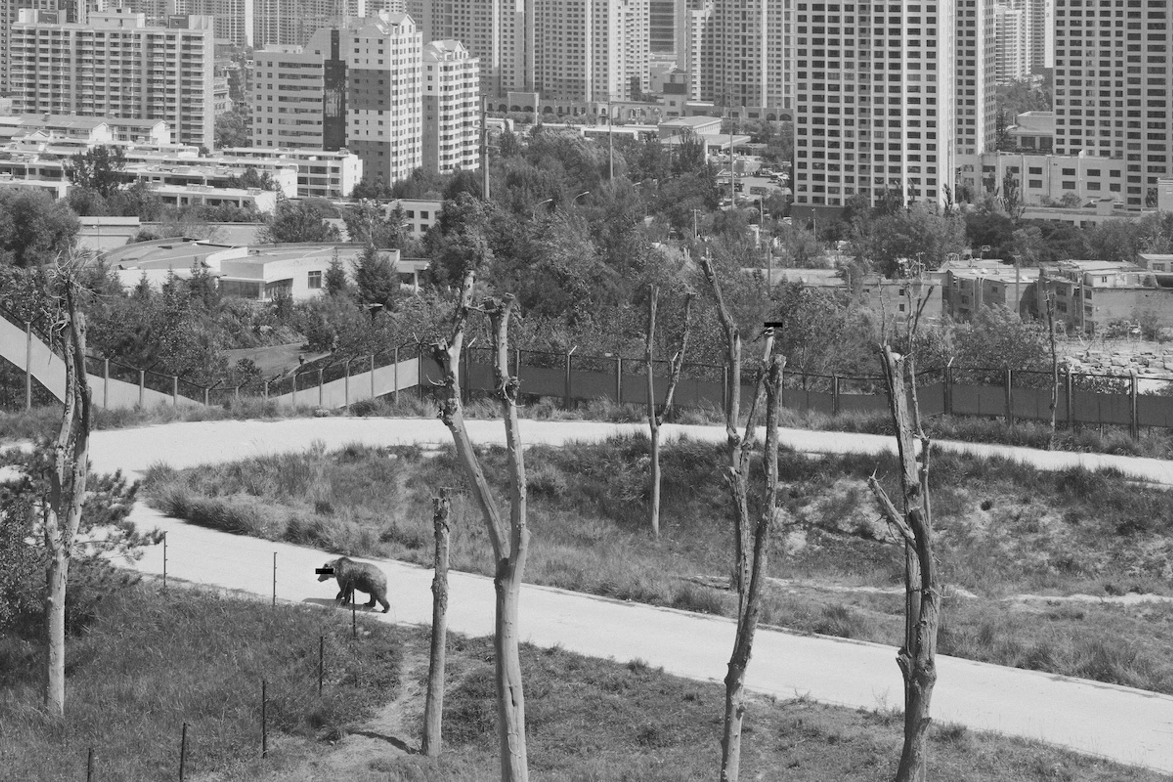 Magpie and Brown Bear from the series A's Fables, 2019 © Chai Mi