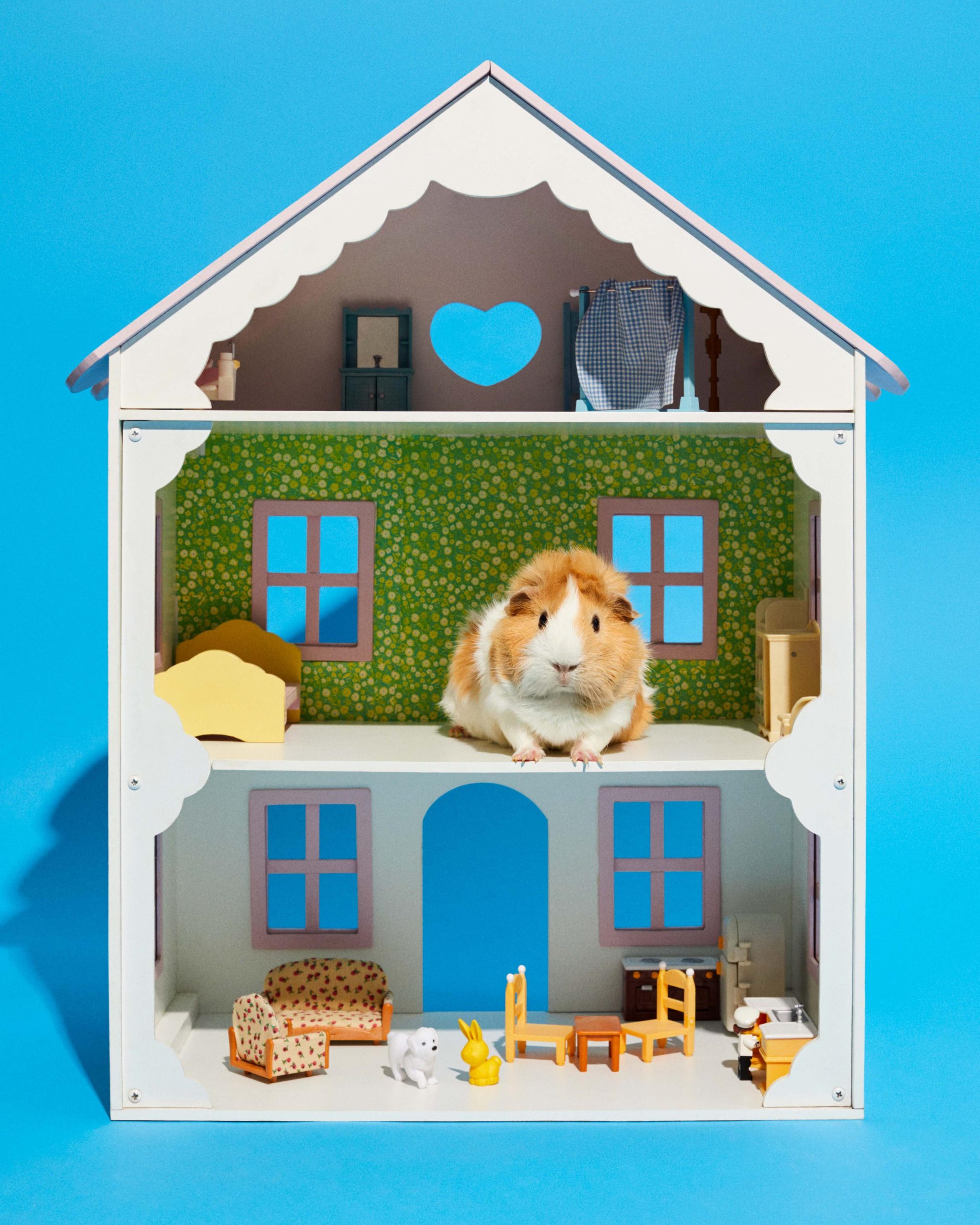 A photograph of a hamster in a white doll house against a bright blue background