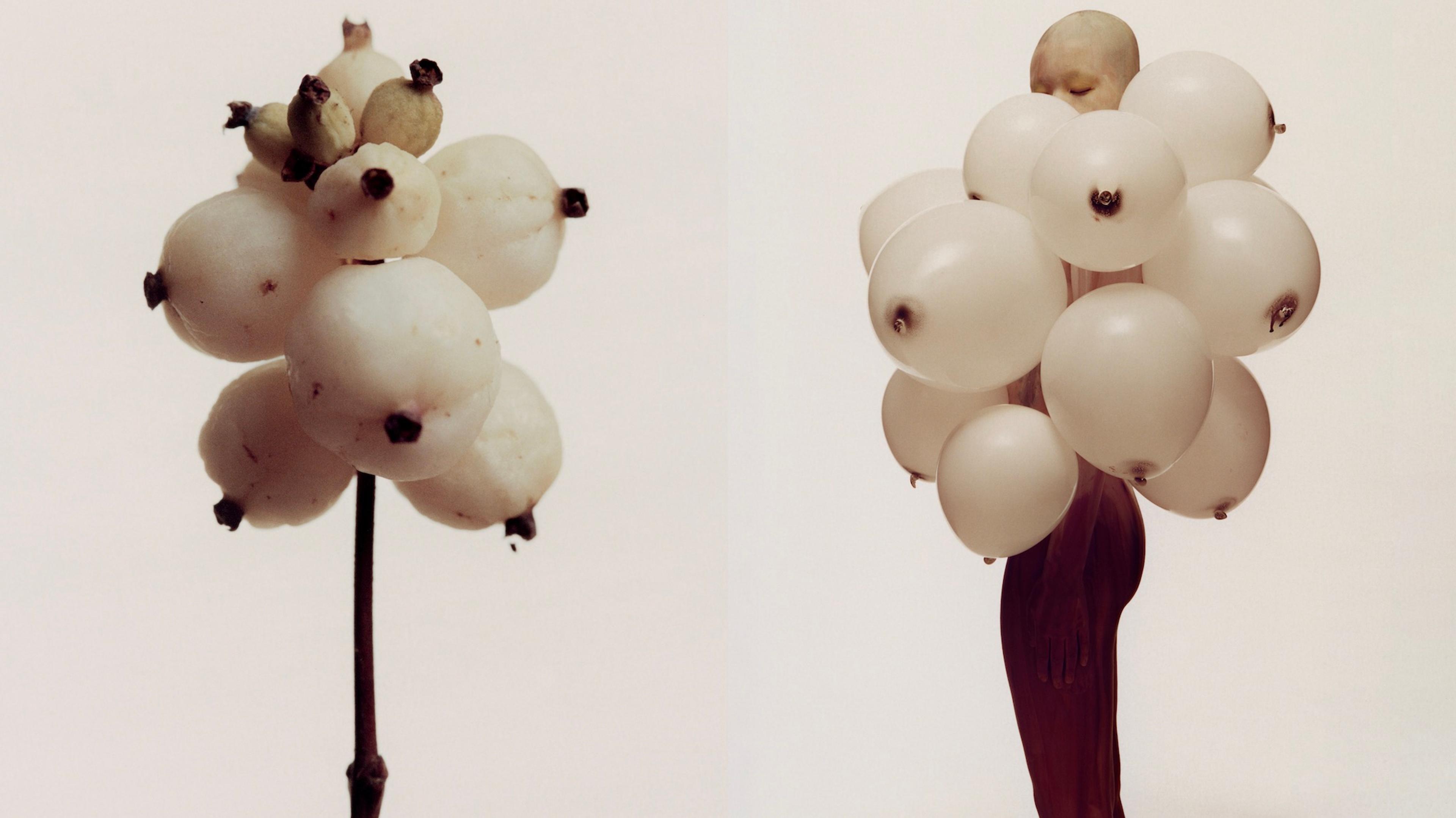 Side-by-side photographs of a plant and a person covered in white balloons