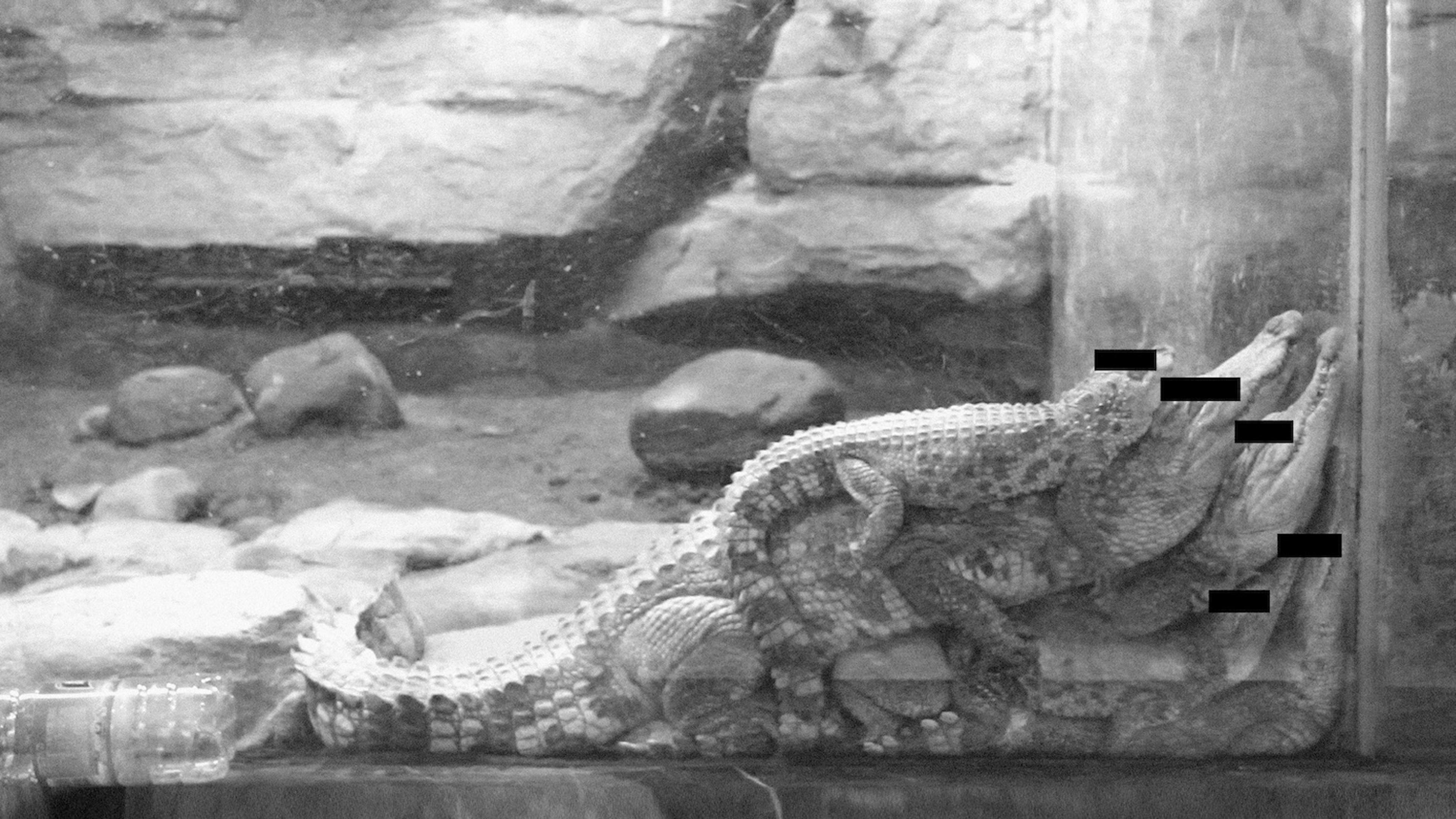 Crocodile and the Warm Lamp from the series A's Fables, 2016 © Chai Mi