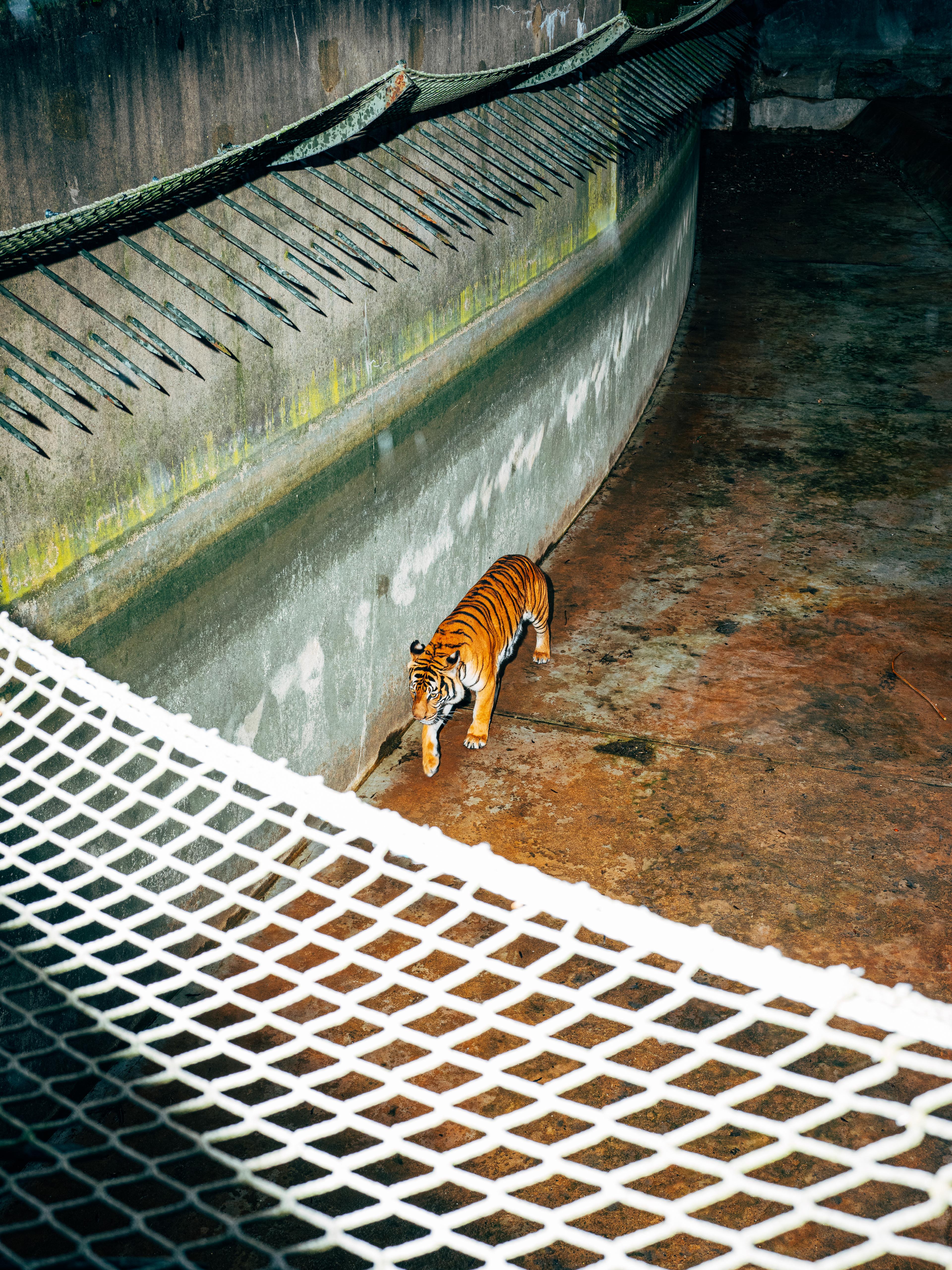 Flash photograph on a tiger from above down into a concrete cage