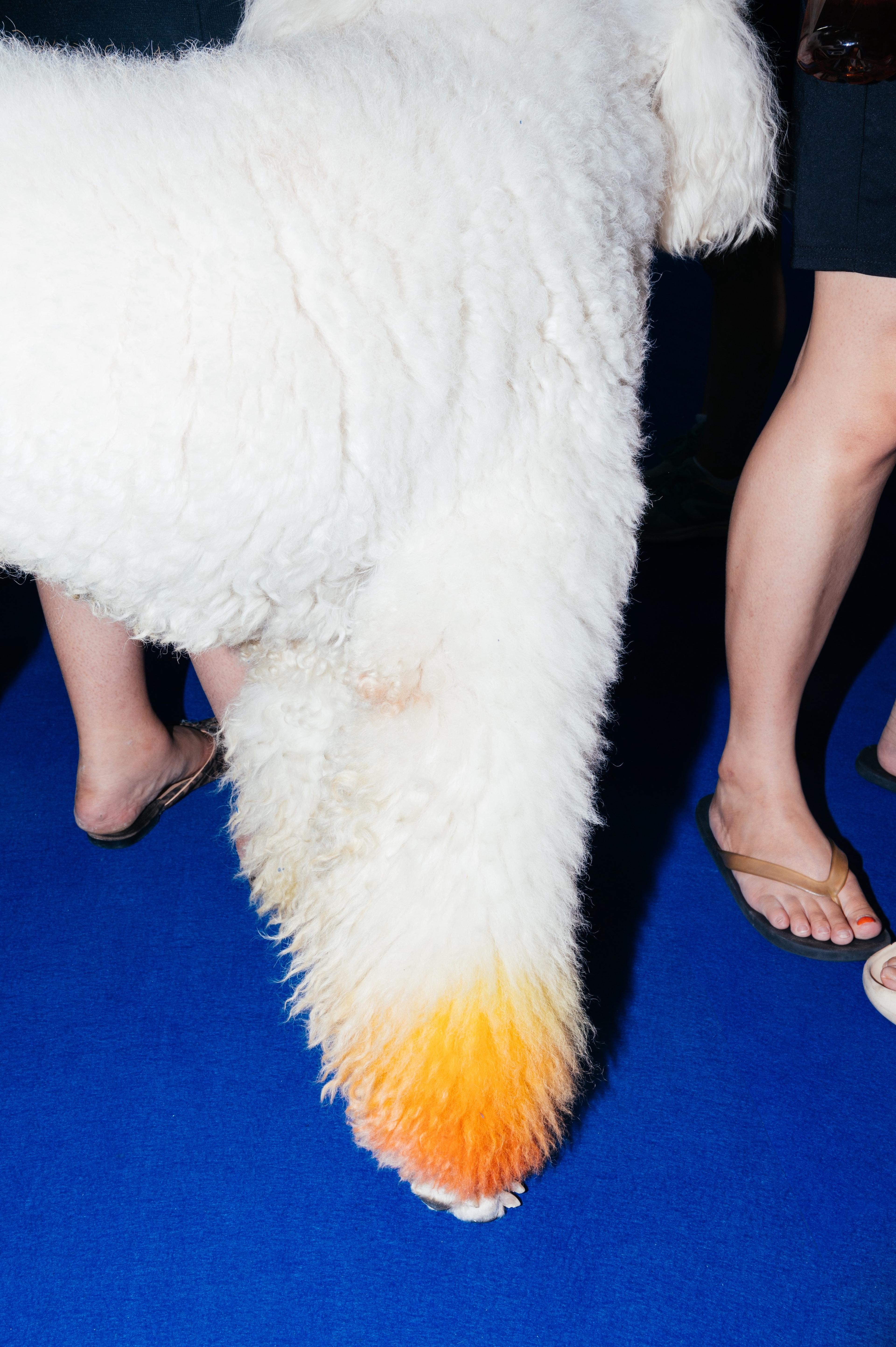 Dog Participating in a Beauty Pageant, Shanghai, 2020 ©Wang Hanlin