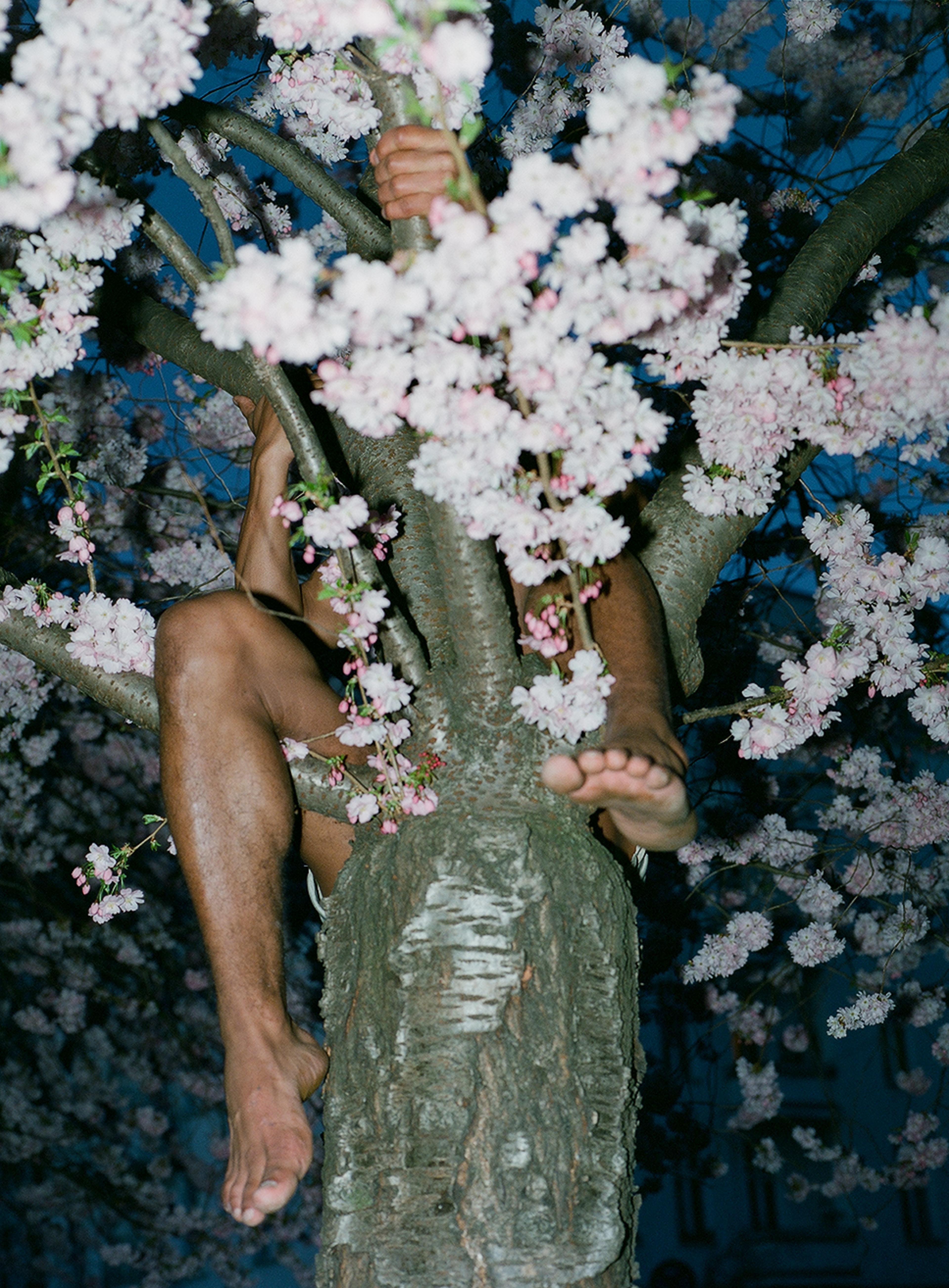 A man sitting on a tree covered with flowers.