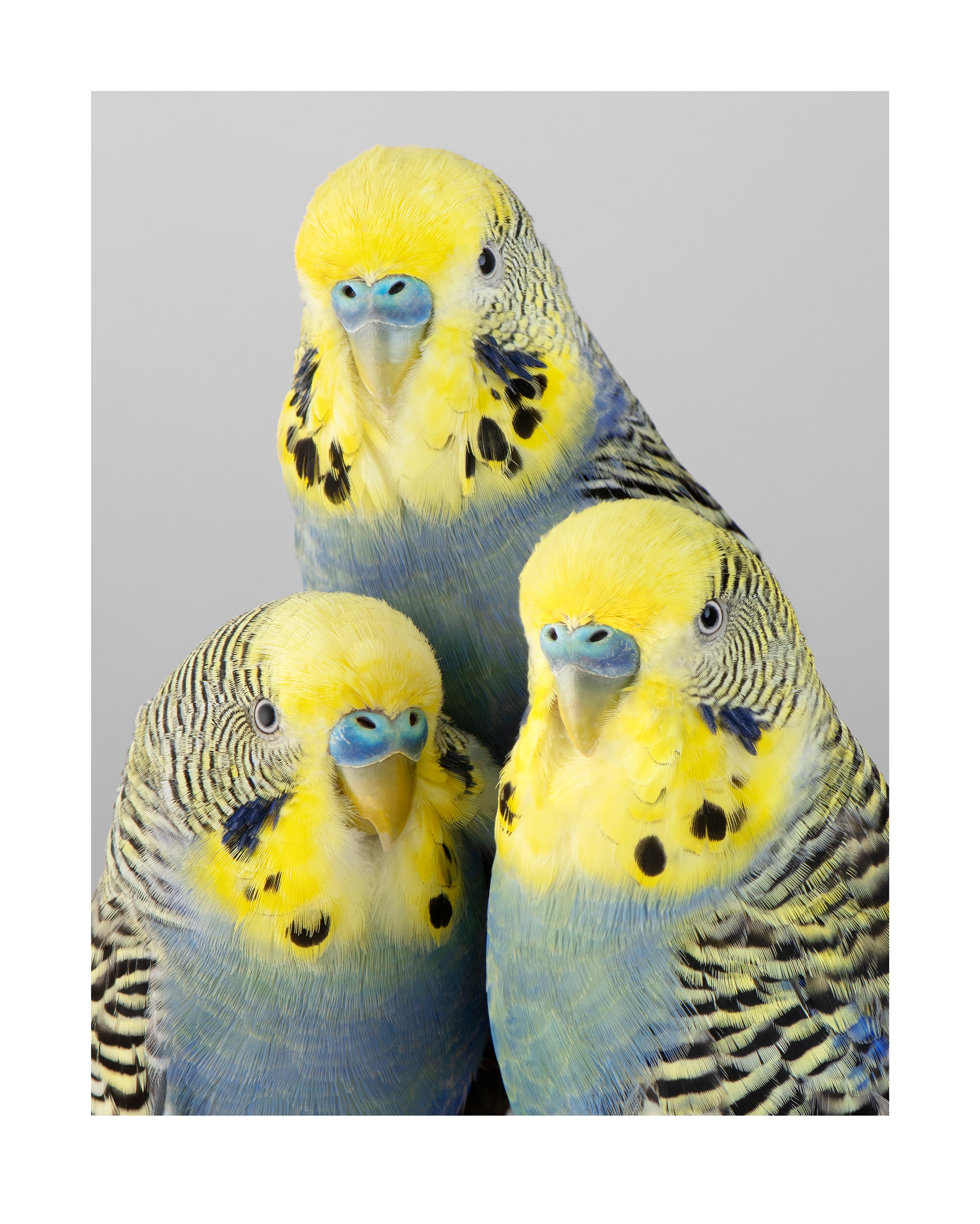 A photograph of a trio of yellow and blue birds