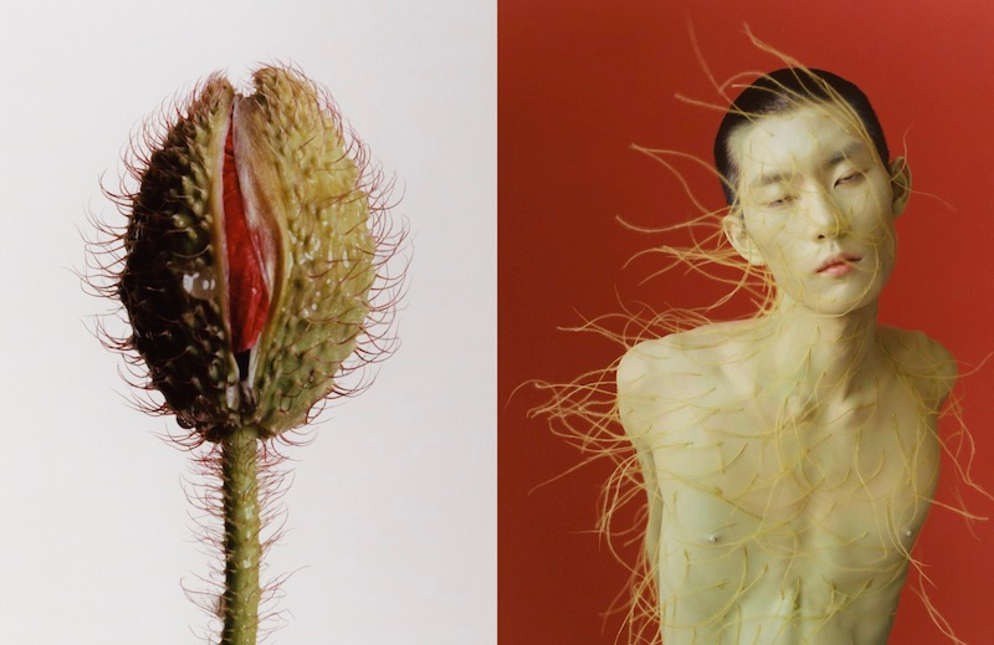 Side-by-side photographs of a venus flytrap and a nude man from the waist up
