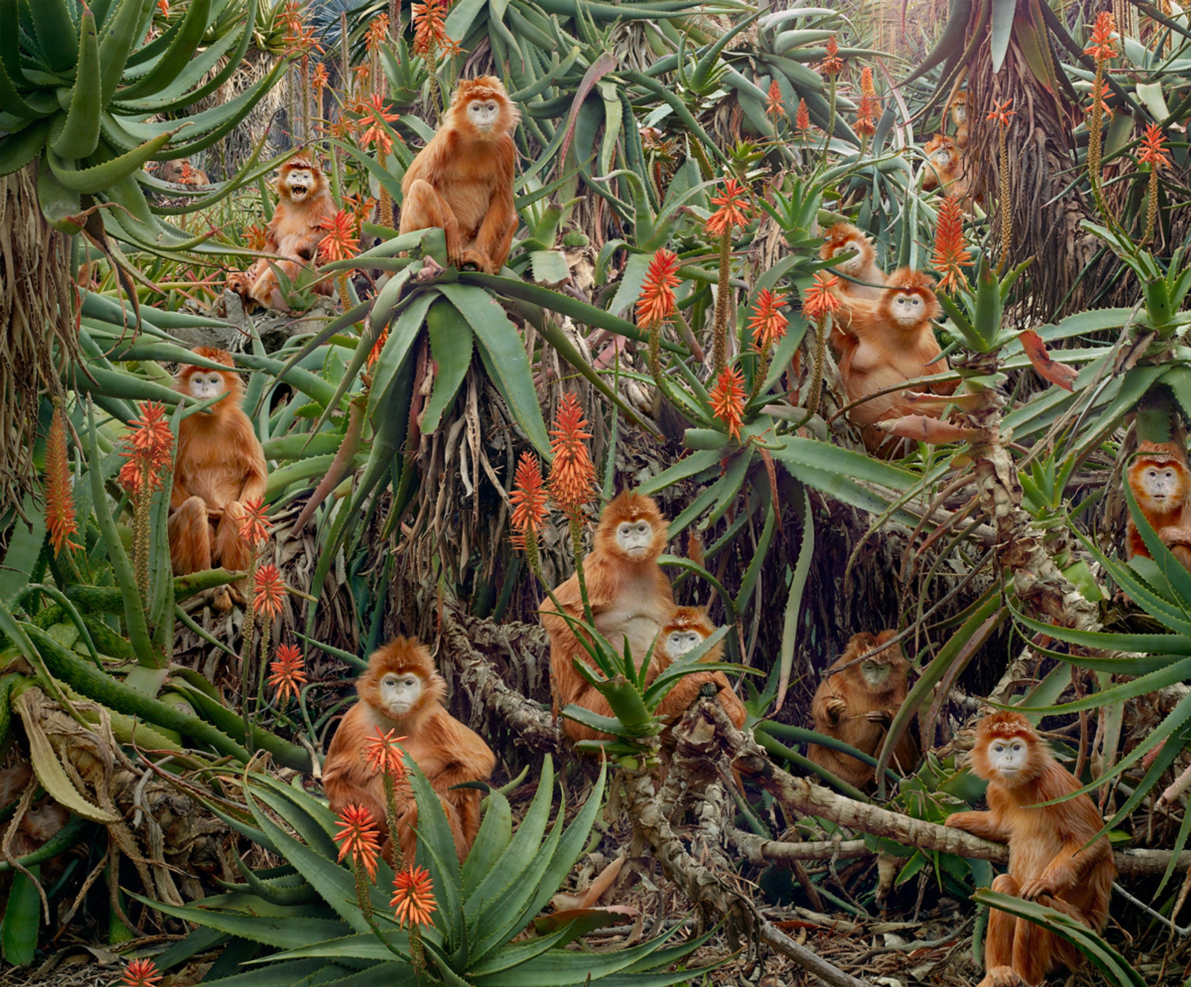 Simen Johan Untitled #174 (red monkeys)