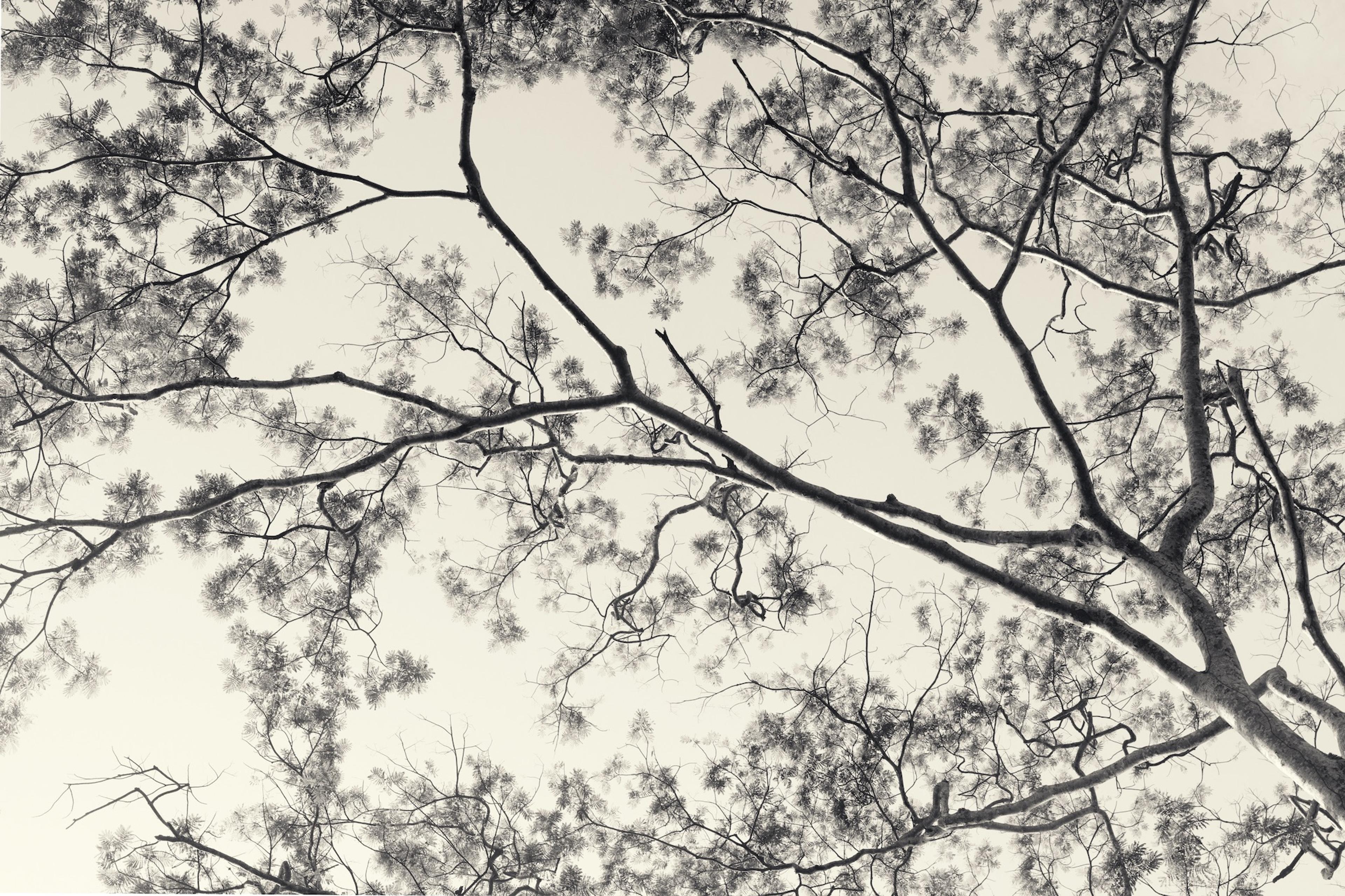 Every Tree is its Own Universe © Robert Zhao Renhui