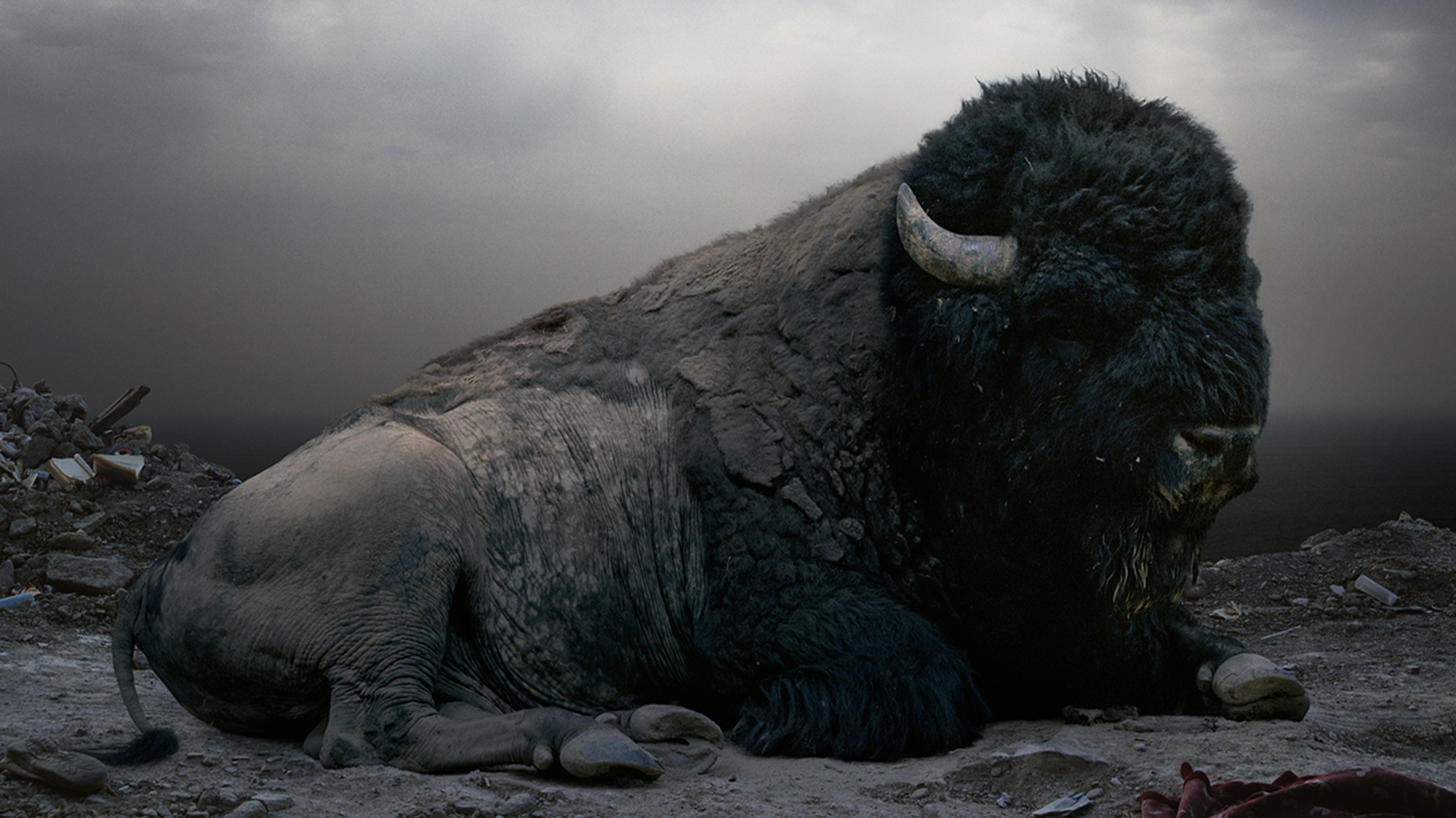 Simen Johan | Buffalo | Until the Kingdom Comes | Fotografiska Stockholm