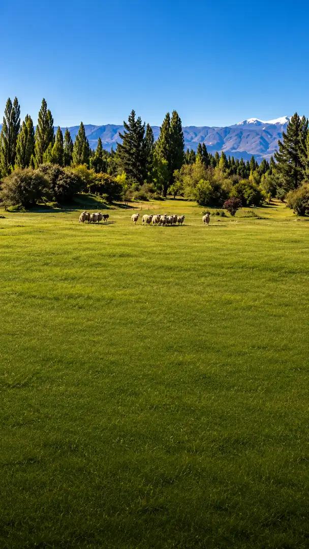 Estancia 25 de Mayo – Experiencia Gaucha en El Calafate