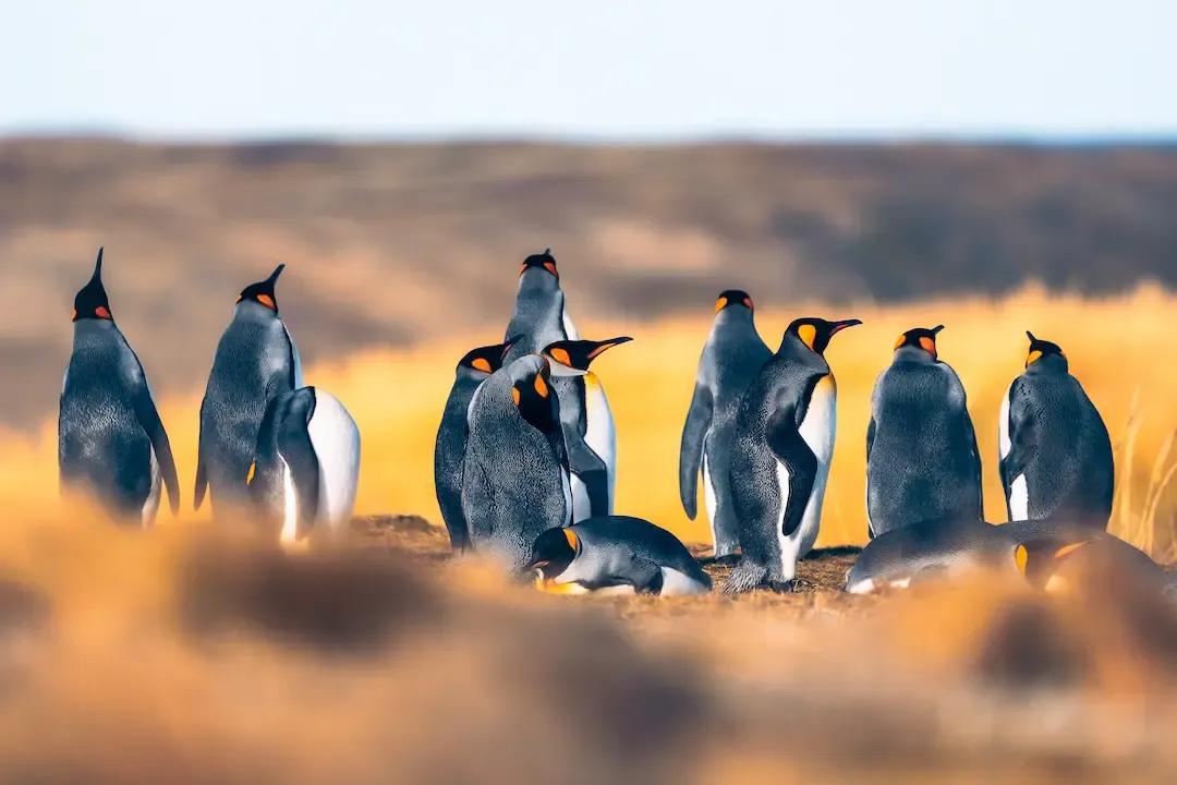 Parque Pingüino Rey