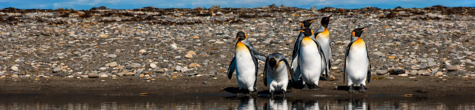 Parque Pingüino Rey 
Full Day Tierra del Fuego