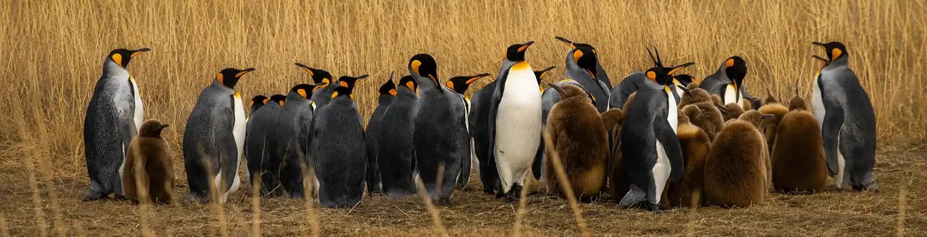 Full Day Parque Pingüino Rey – Tierra del Fuego desde Puerto Natales