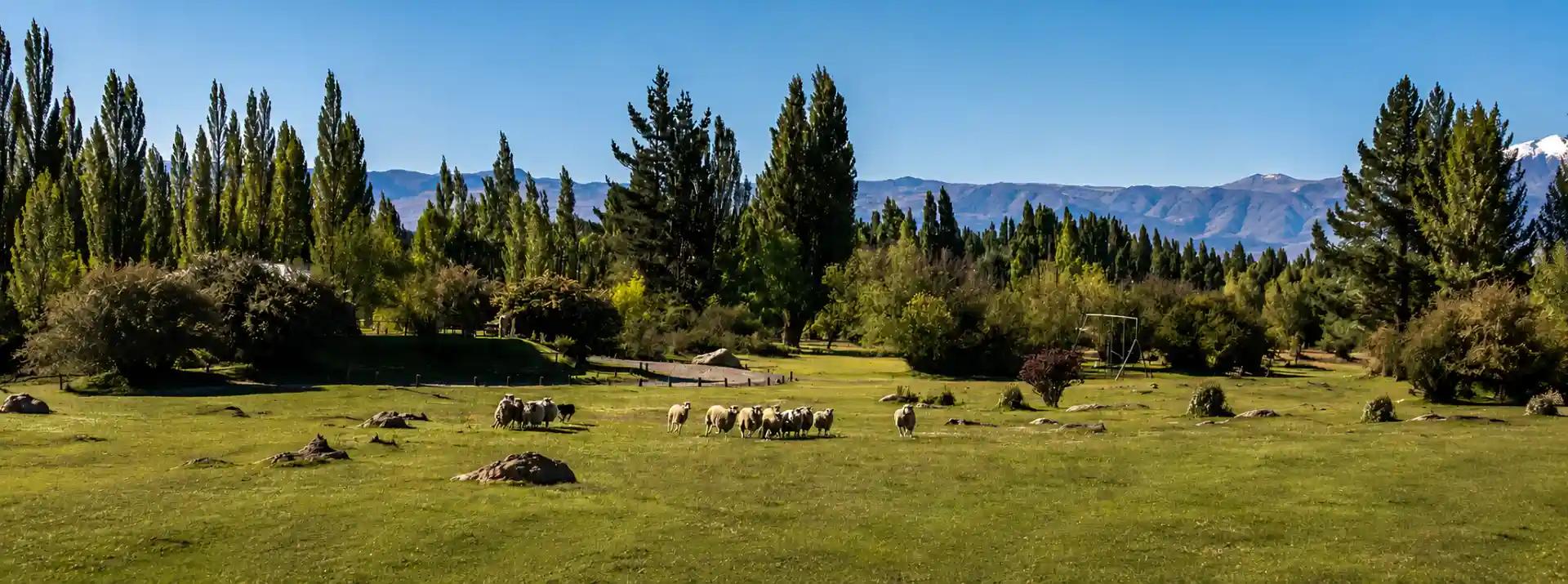 Estancia 25 de Mayo – Experiencia Gaucha en El Calafate