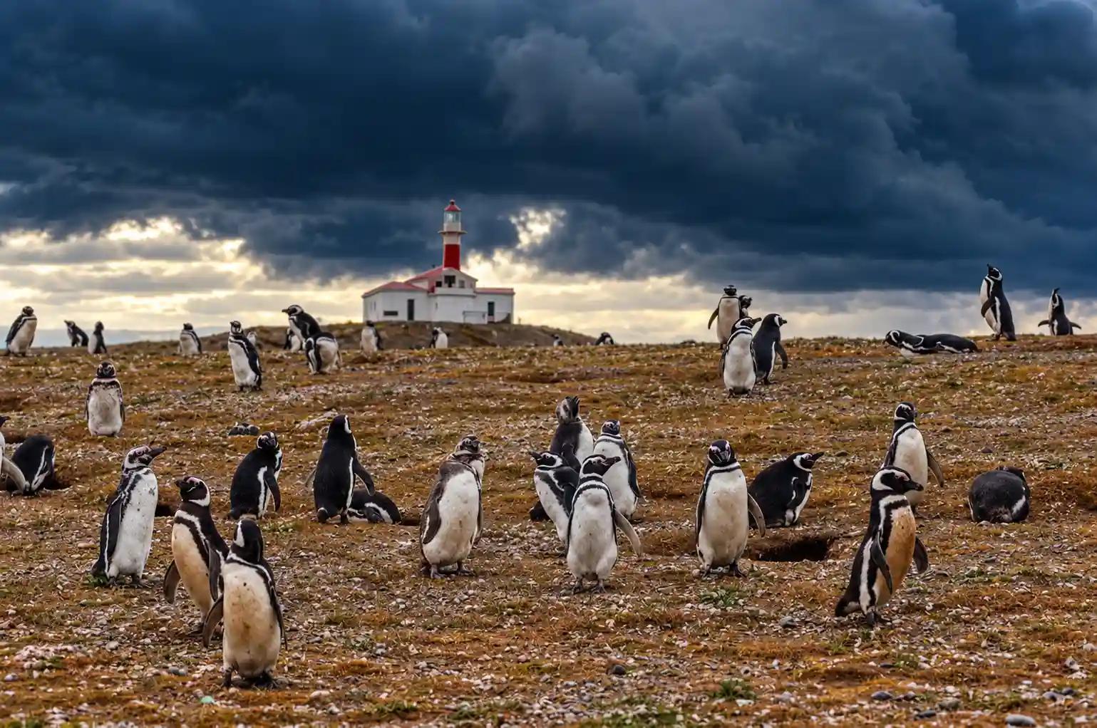 Pingüinos de Magallanes en su entorno natural