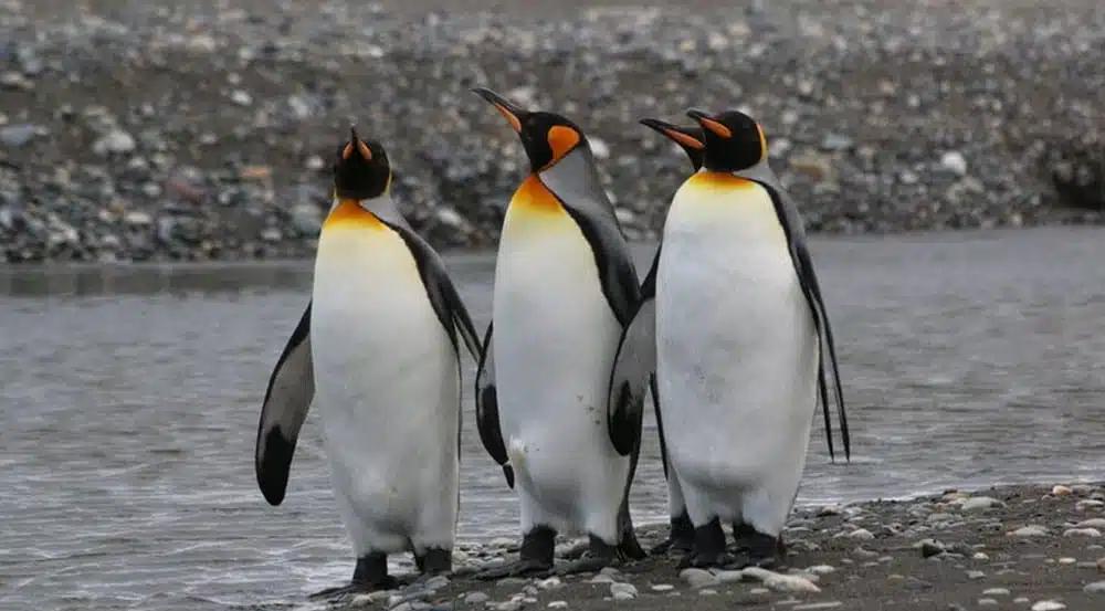 Grupo