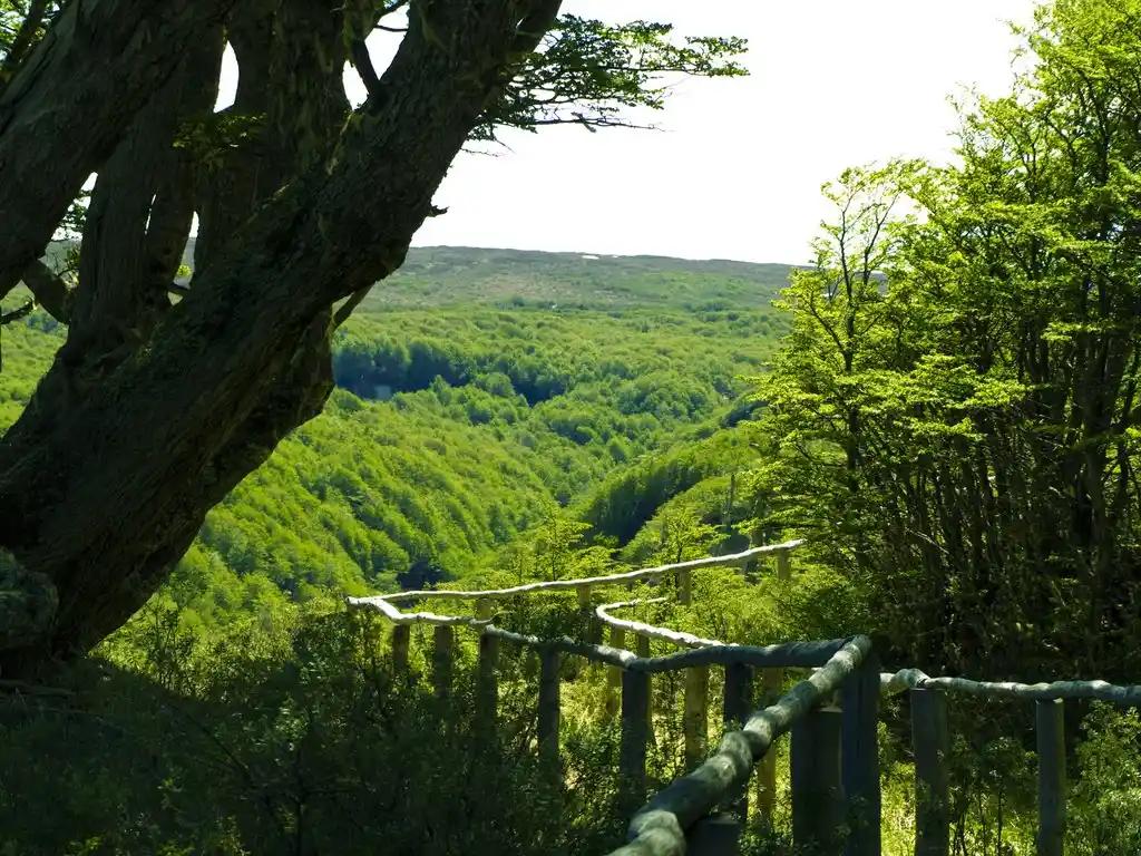 Bosques de la Reserva Nacional Magallanes