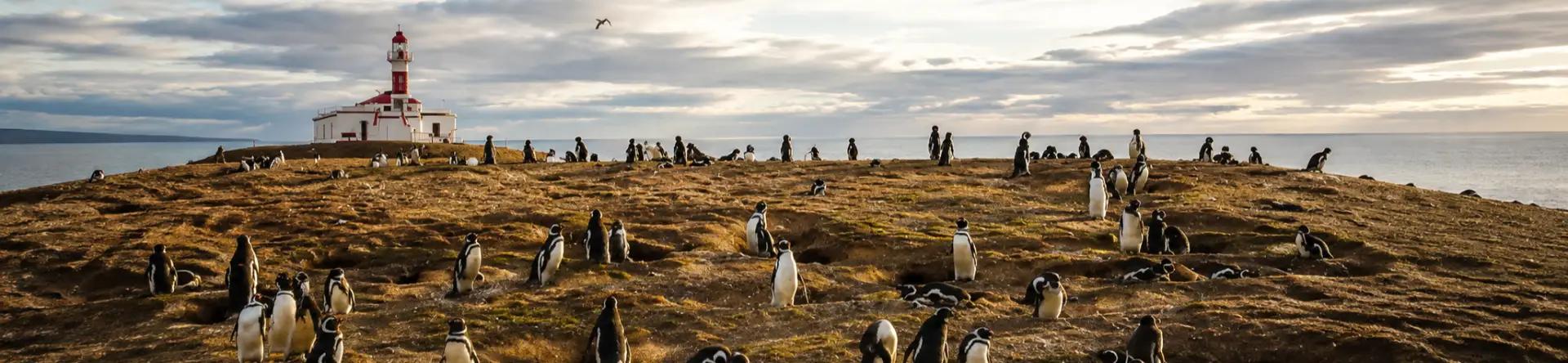 Isla Magdalena Navegación y Pingüinos en el Estrecho de Magallanes