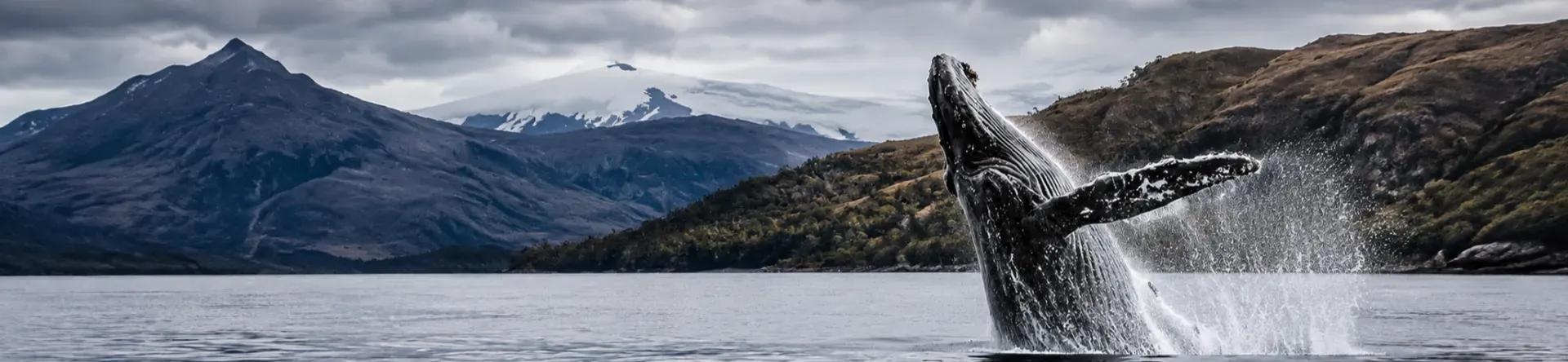 Full Day Ballenas en el Estrecho de Magallanes – Parque Marino Francisco Coloane desde Punta Arenas