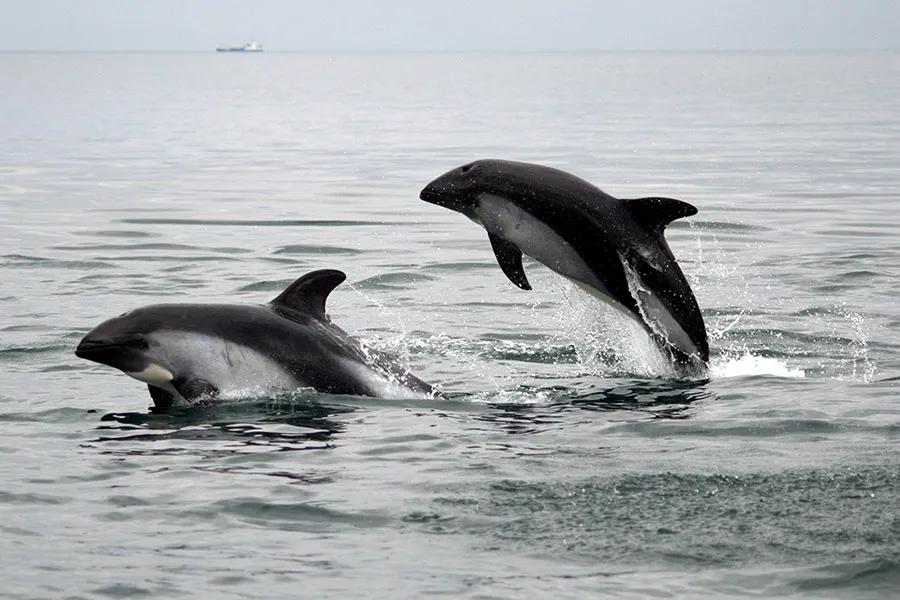 Delfines australes en su entorno natural