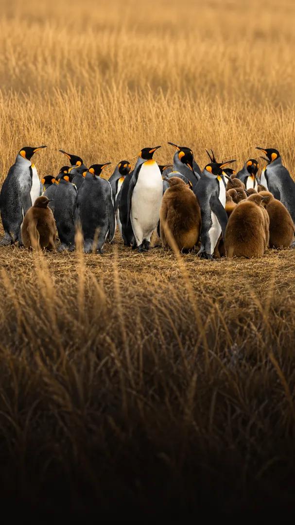 Full Day Parque Pingüino Rey – Tierra del Fuego desde Puerto Natales