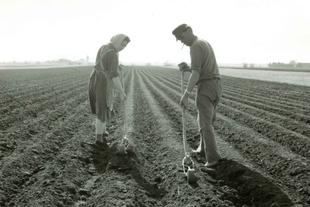 Schwarzweißaufnahme zweier Bio-Landwirte in den 1950ern, die mit Handgeräten lange Gemüsereihen auf einem weiten Feld pflegen.